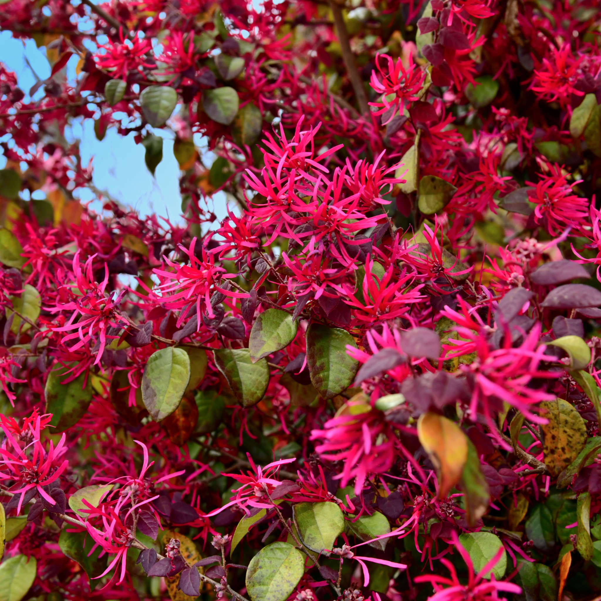 Chinese pink fringe flower - Loropetalum chinense rubrum 'China Pink'