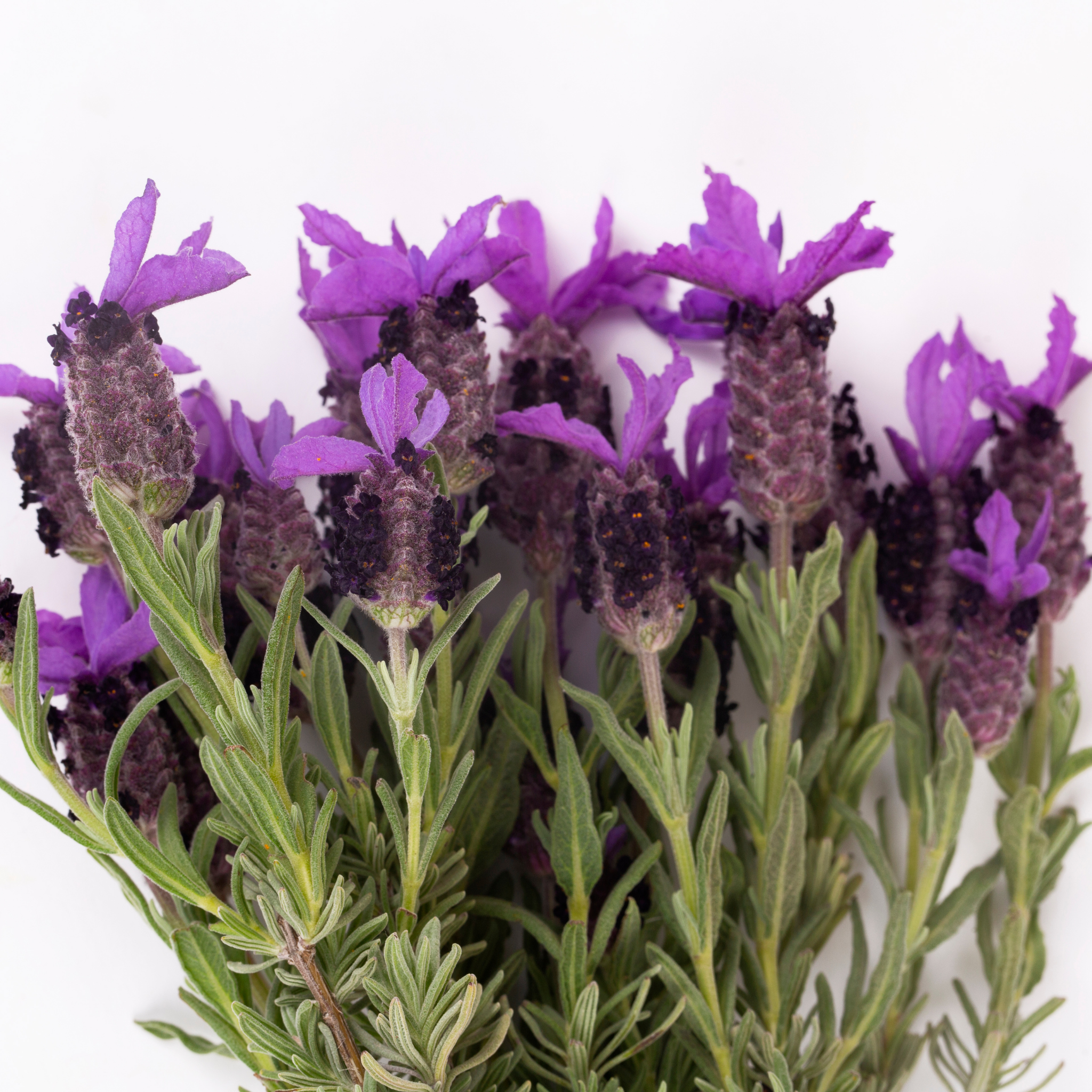 Spanish Lavender - Lavandula stoechas Avonview