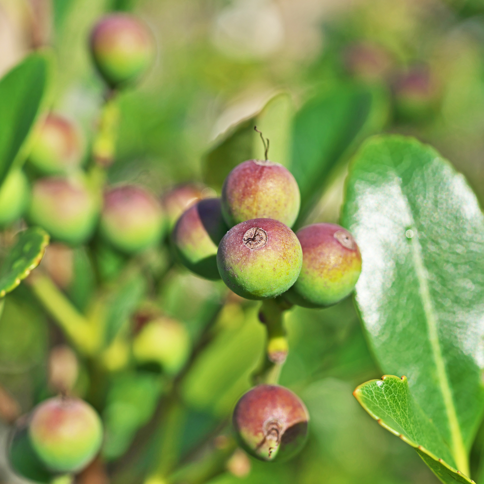 Indian hawthorn Oriental Pearl - Rhaphiolepis indica Oriental Pearl