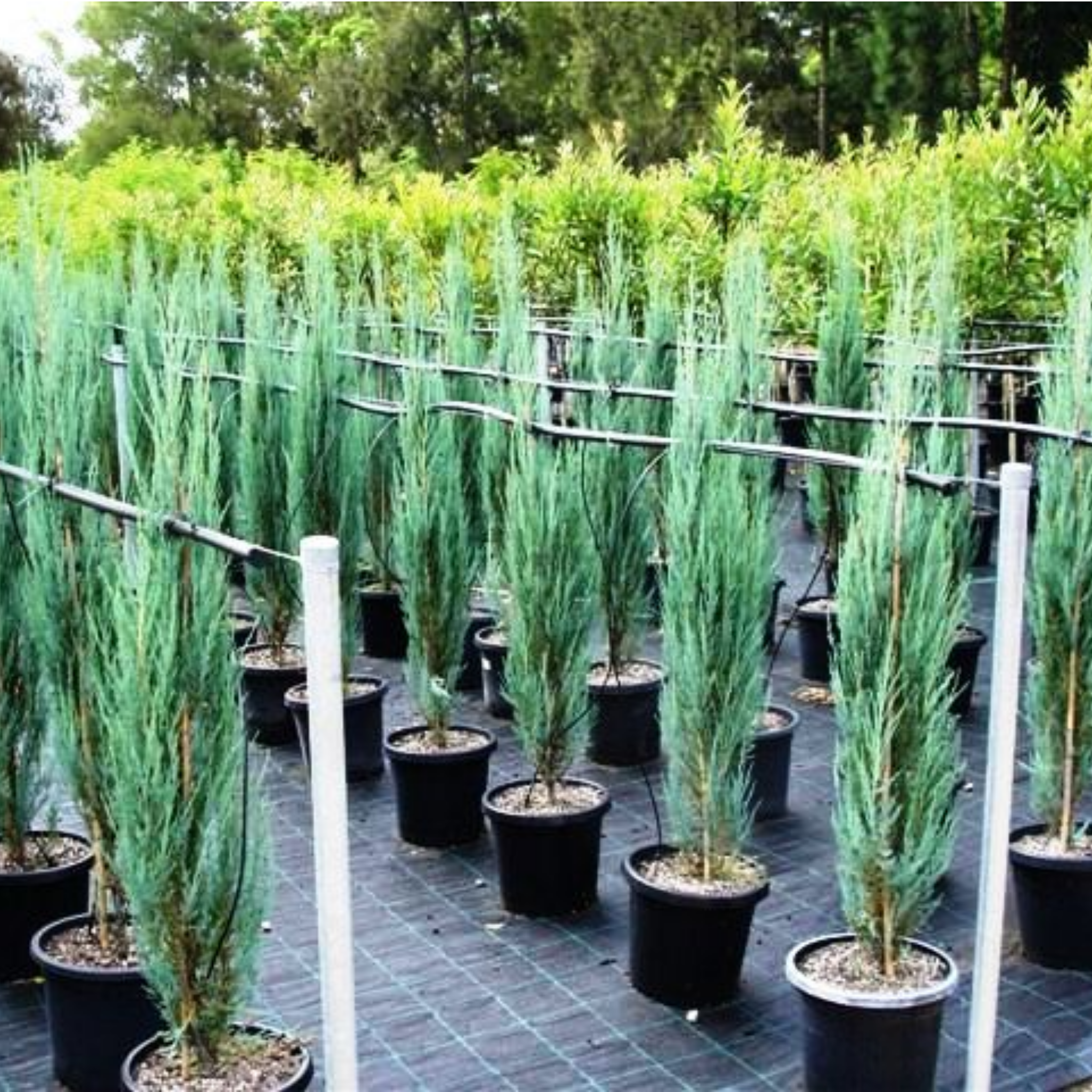Rocky Mountain Juniper - Juniperus scopulorum 'Skyrocket' - Pencil Pine