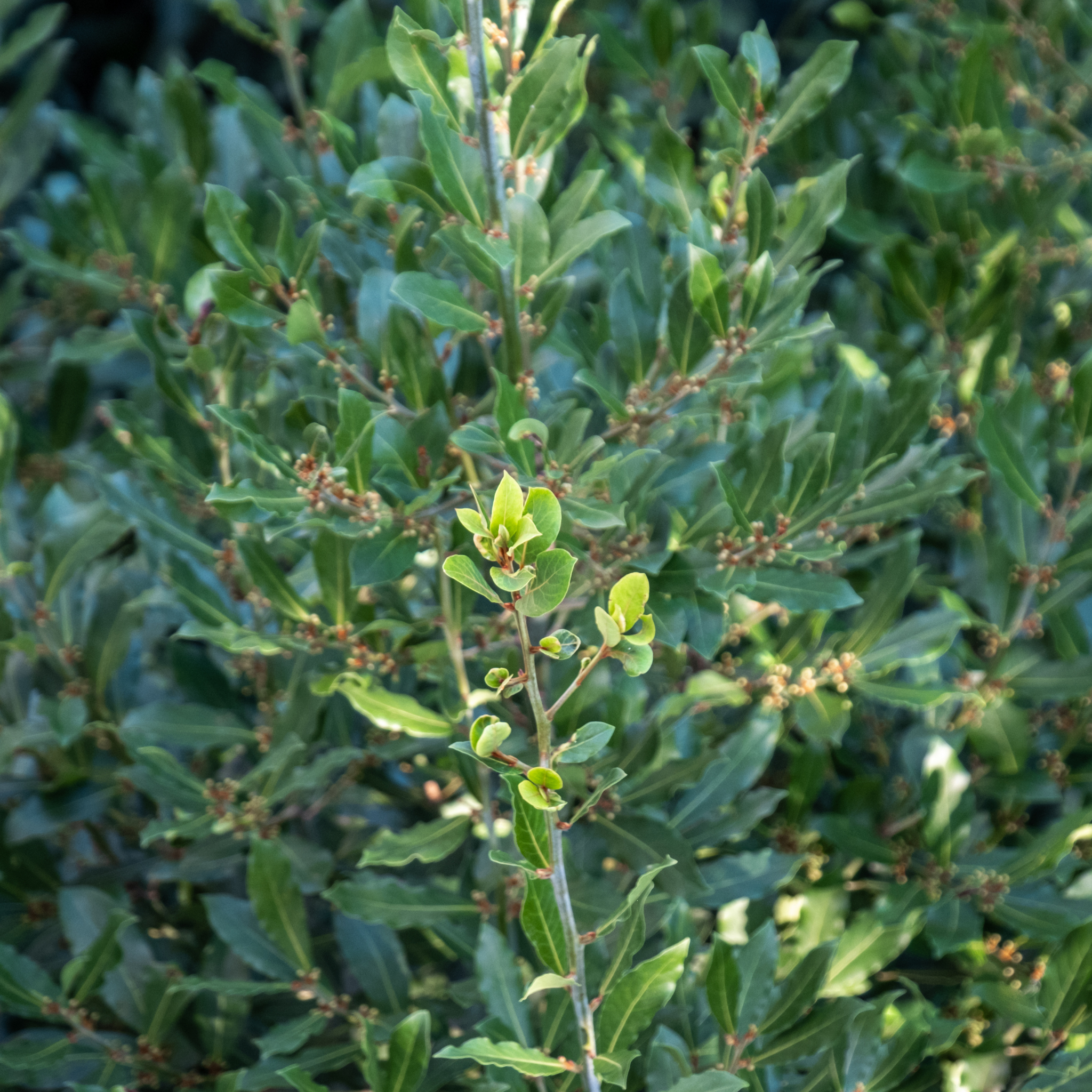 Bay Laurel Tree - Laurus nobilis