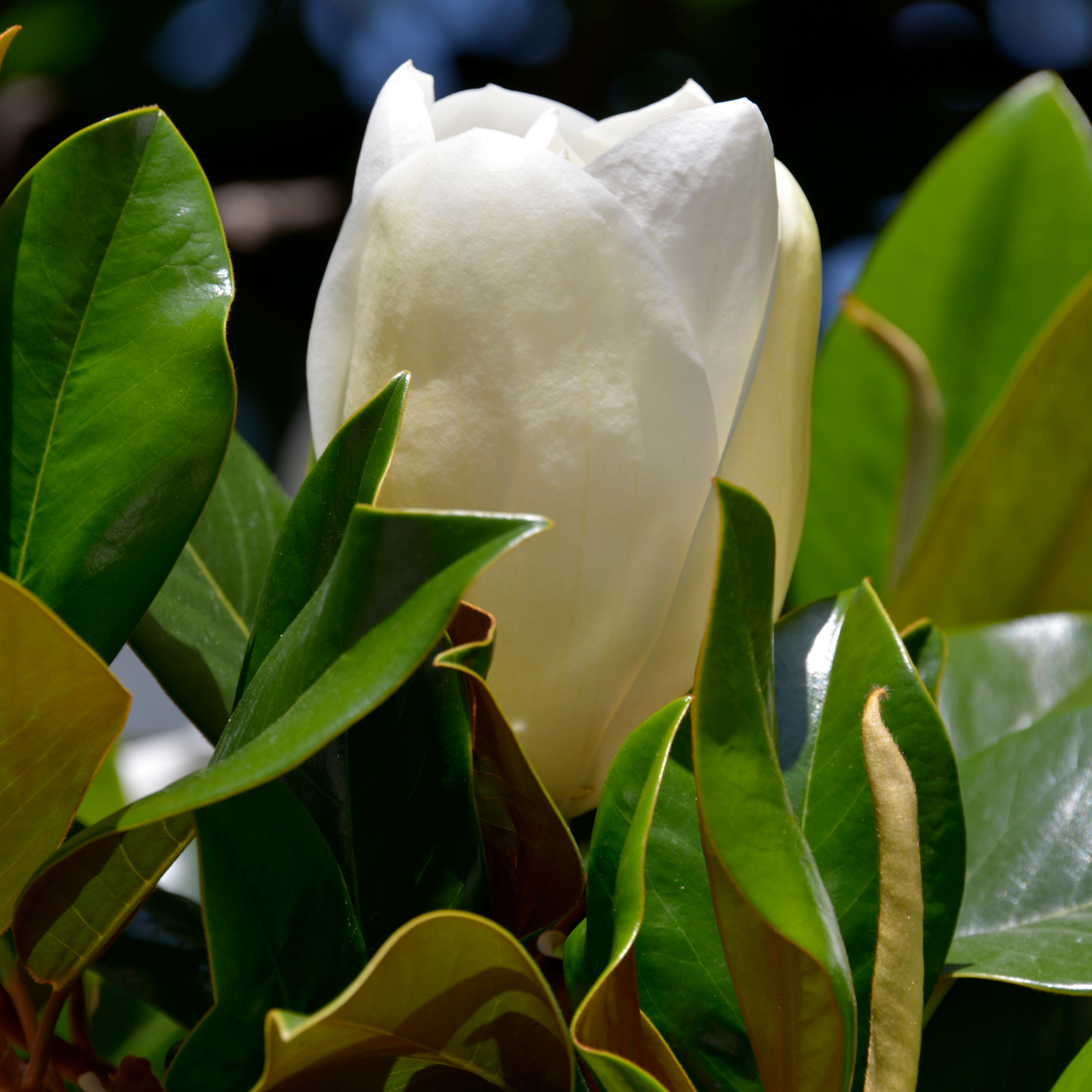 Magnolia Sweet Spire - Magnolia grandiflora Sweet Spire