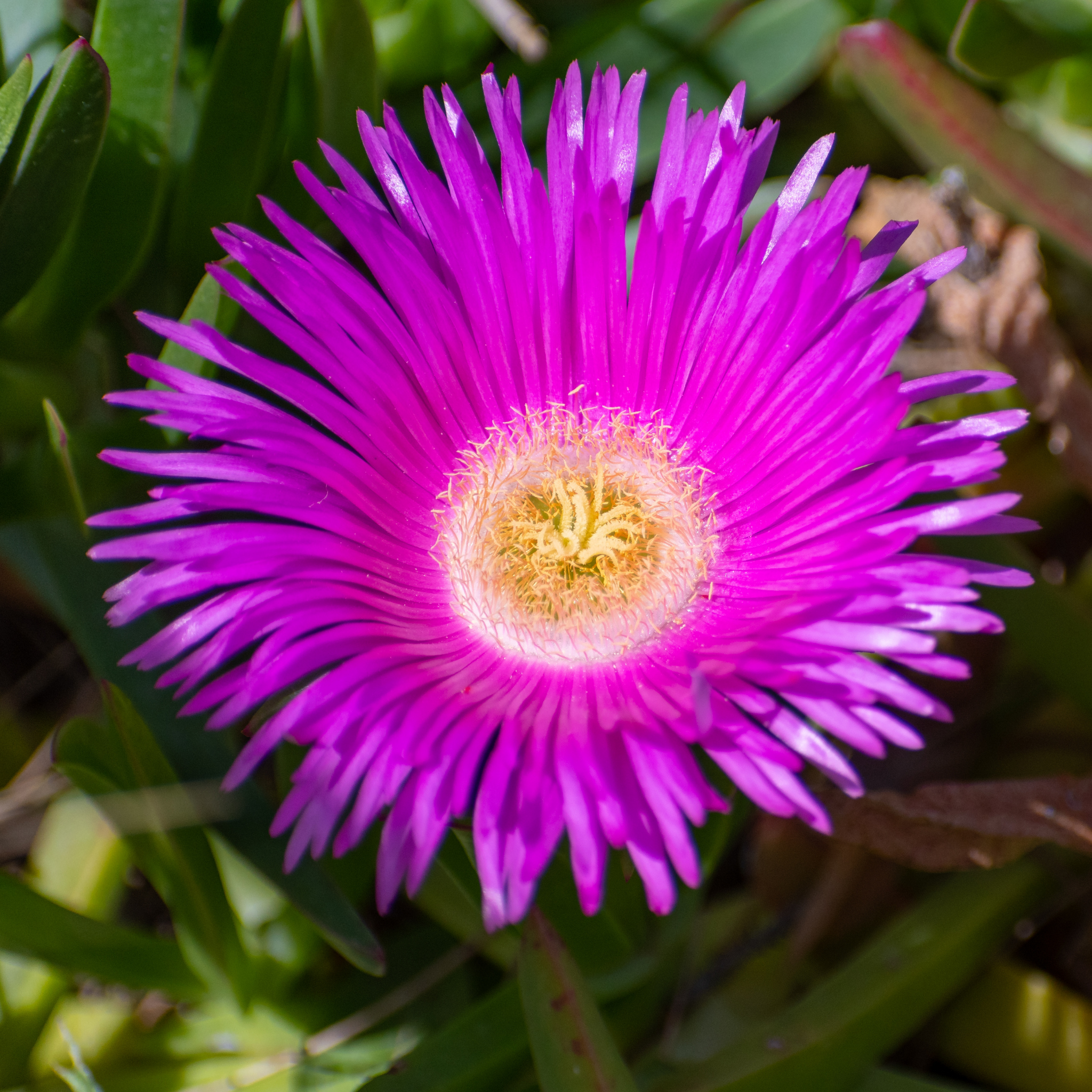 Pigface/Sea Fig - Carpobrotus glaucescens