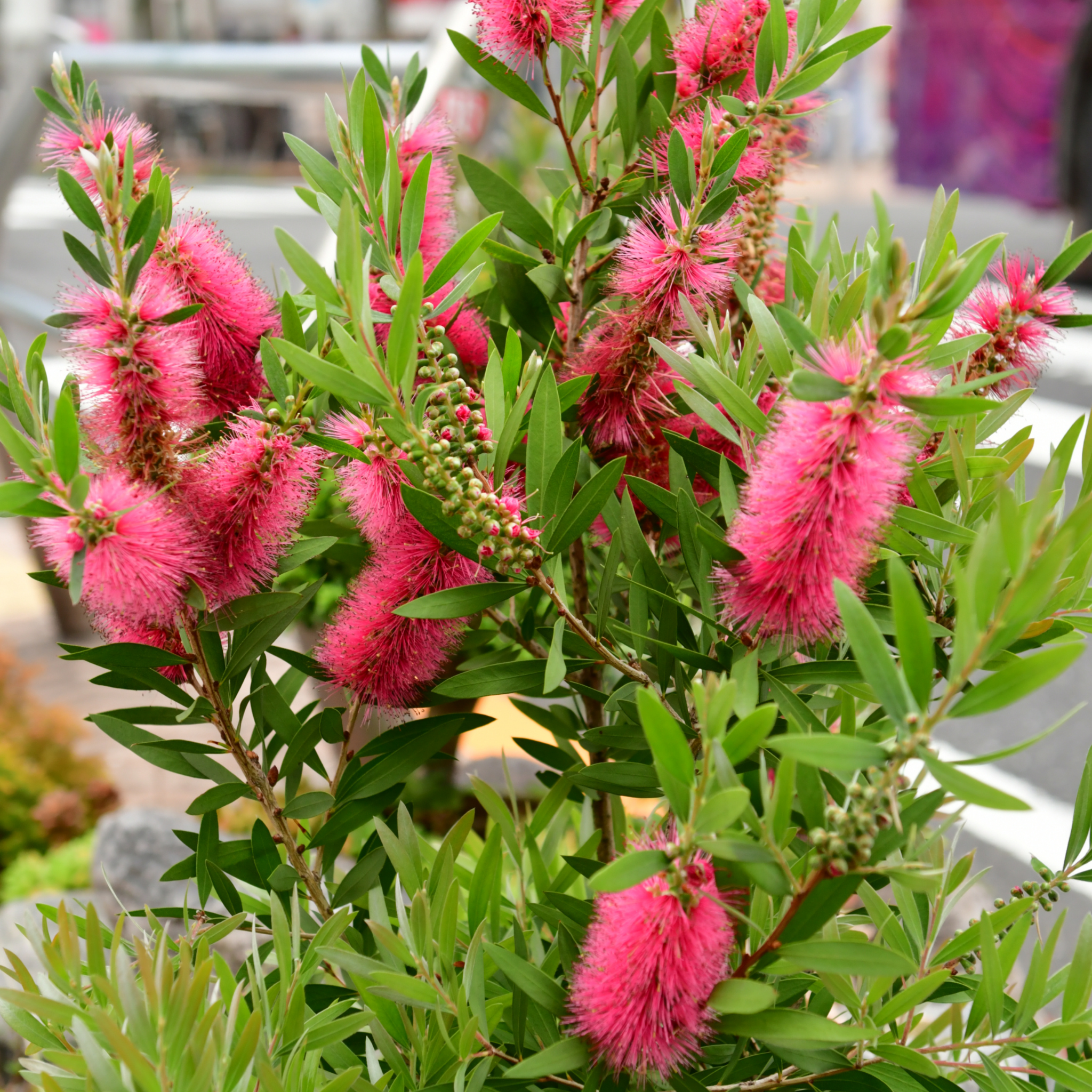 Pink Bottlebrush - Callistemon hybrida 'Candy Pink'