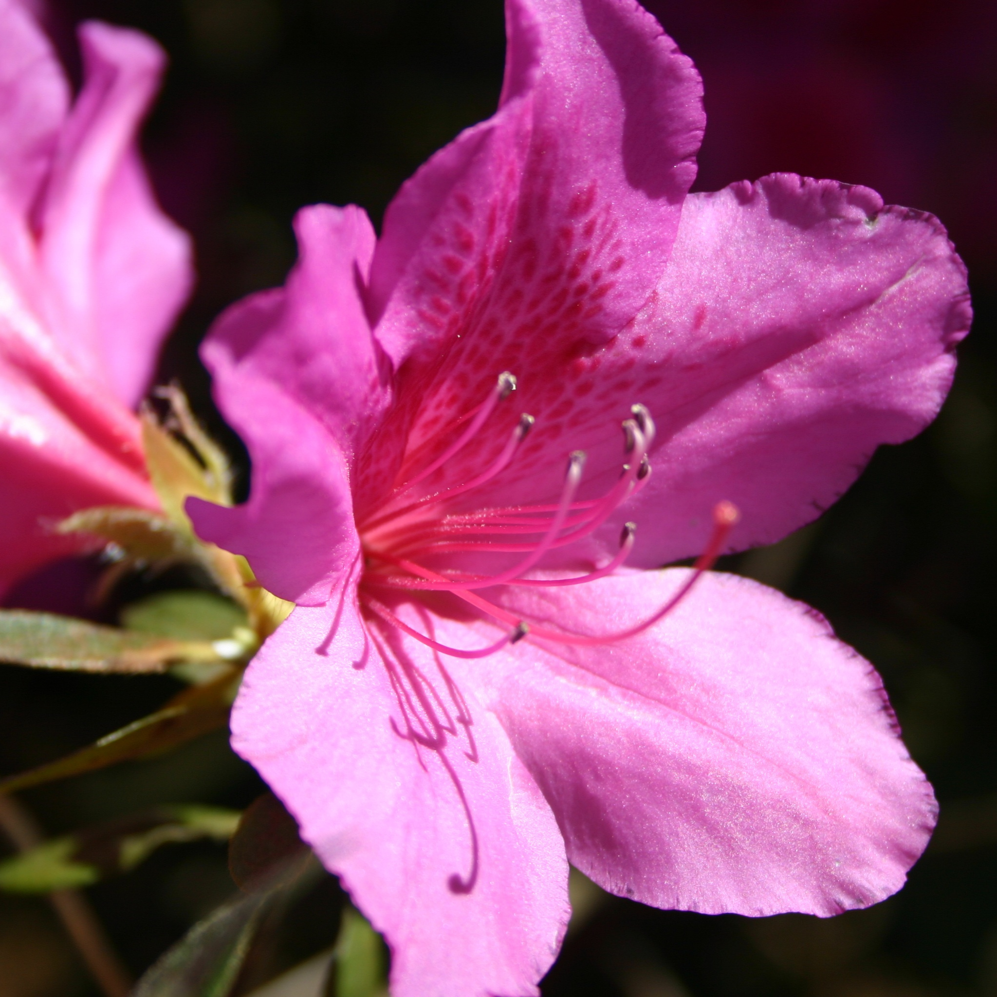 Close-up of a pink flower with a blurred background