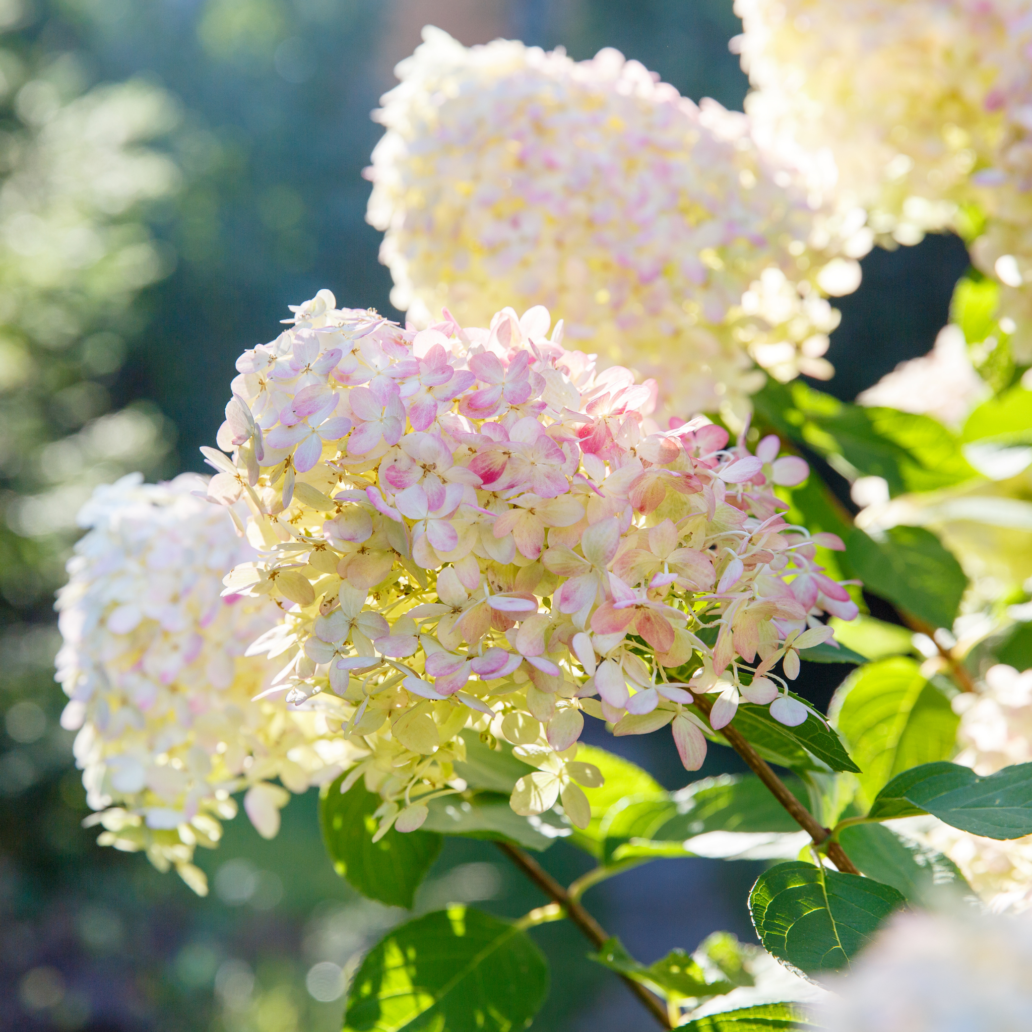 Panicled Hydrangea - Hydrangea paniculata Sundae Fraise
