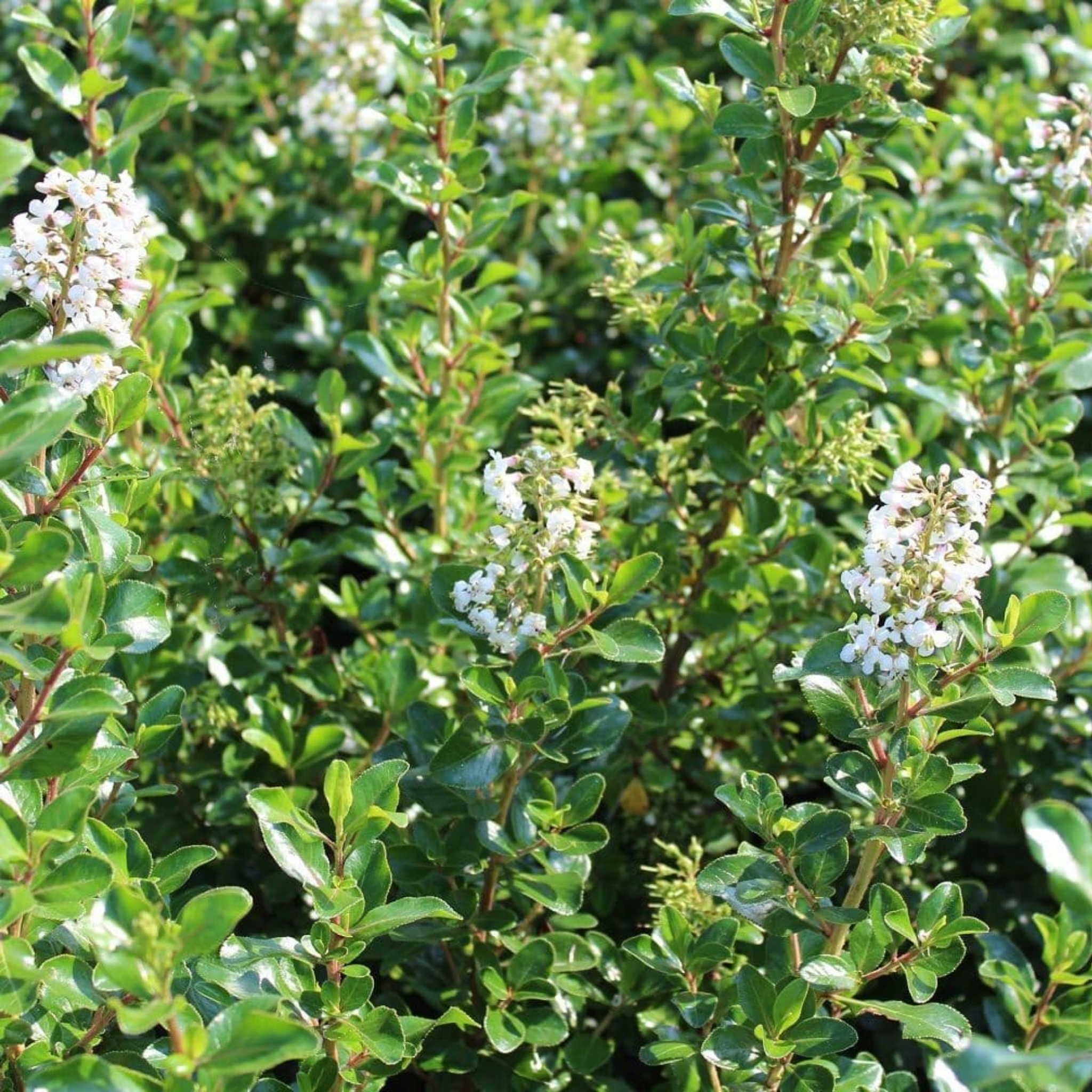 White Escallonia - Escallonia bifida exoniensis Iveyi