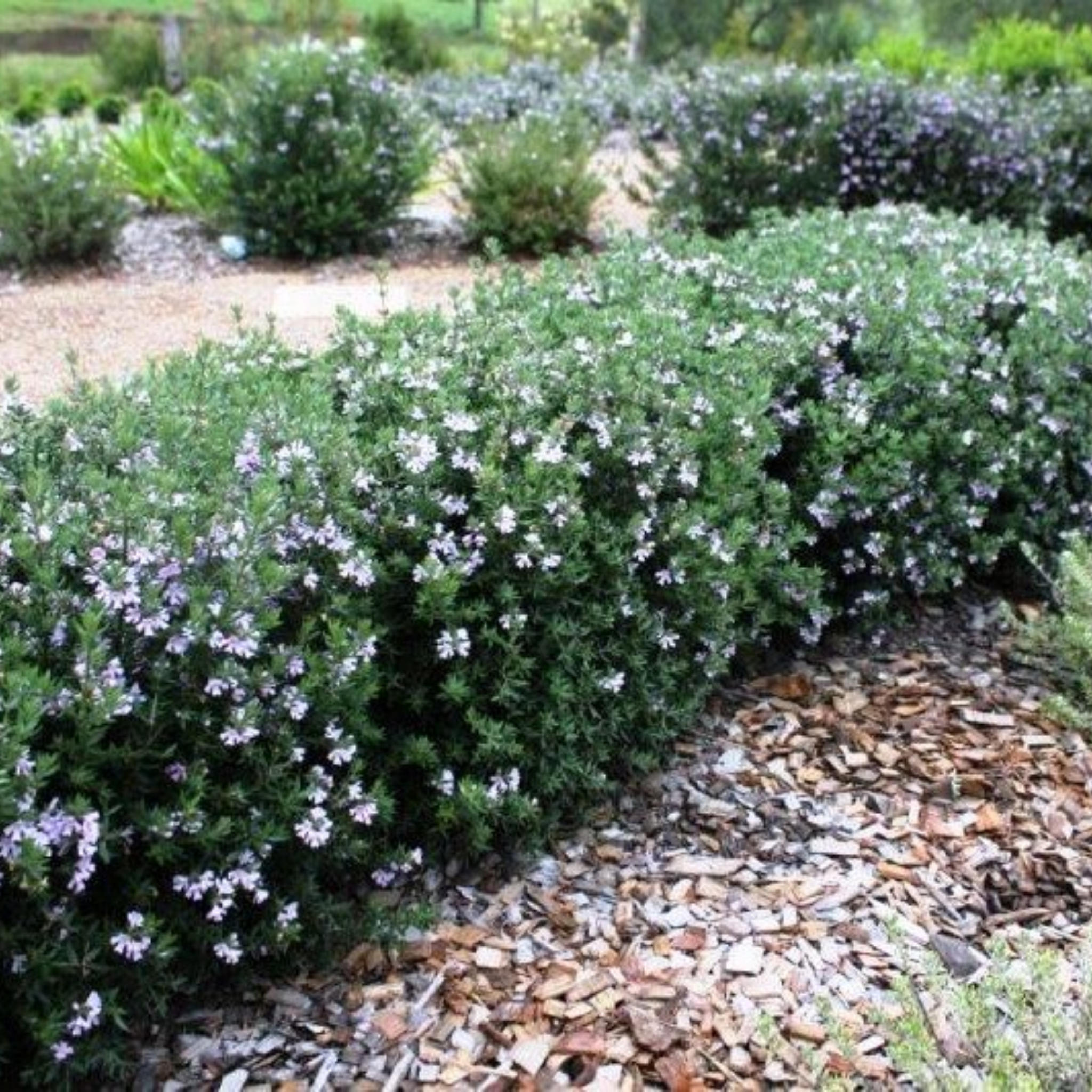 Aussie Box Native Rosemary - Westringia hybrida Aussie Box