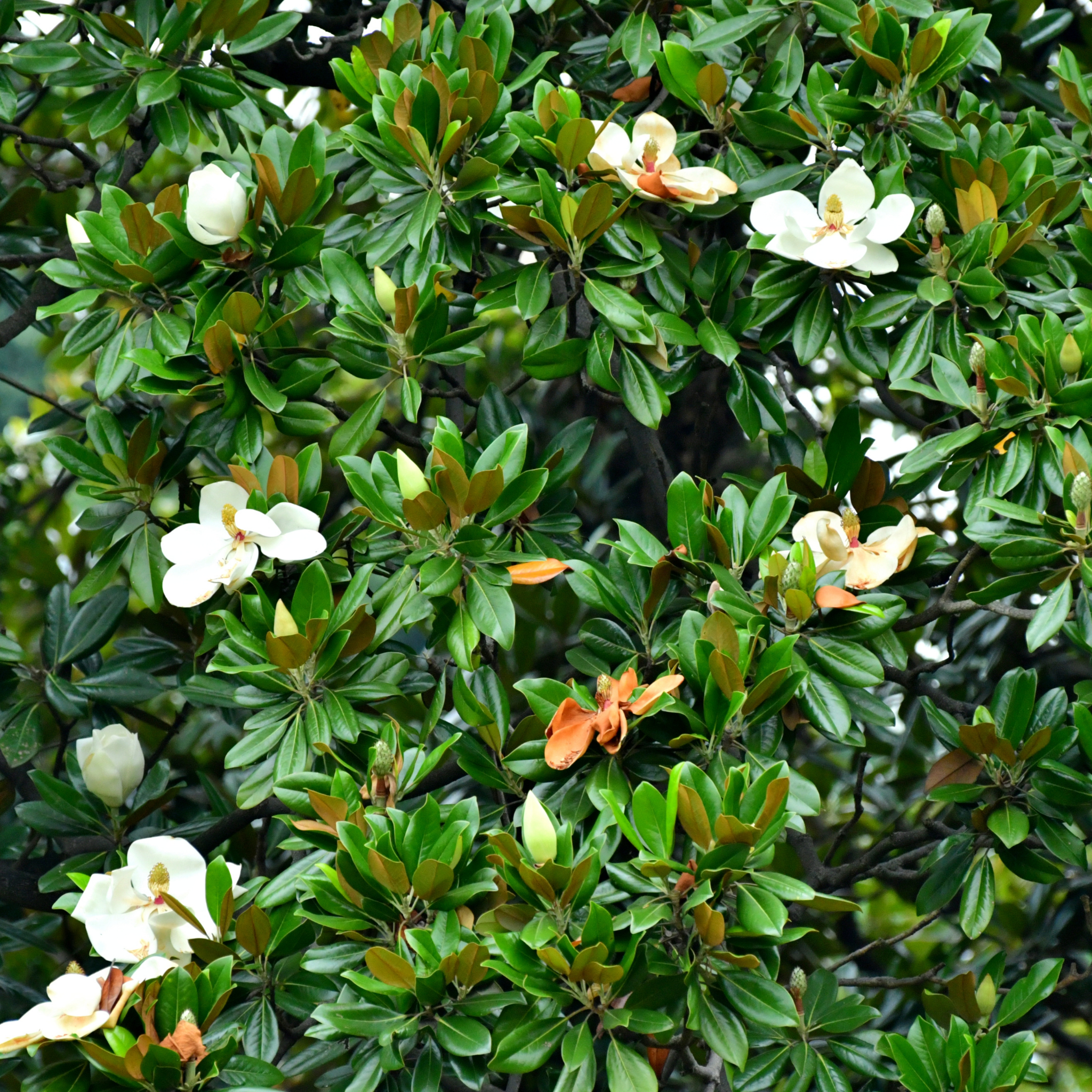Magnolia Little Gem - Magnolia grandiflora Little Gem