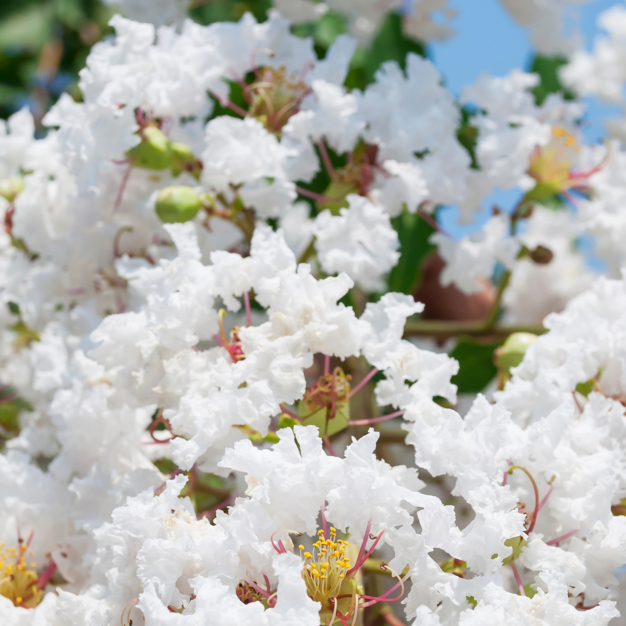 White Crepe Myrtle - Lagerstroemia indica fauriei 'Acoma'