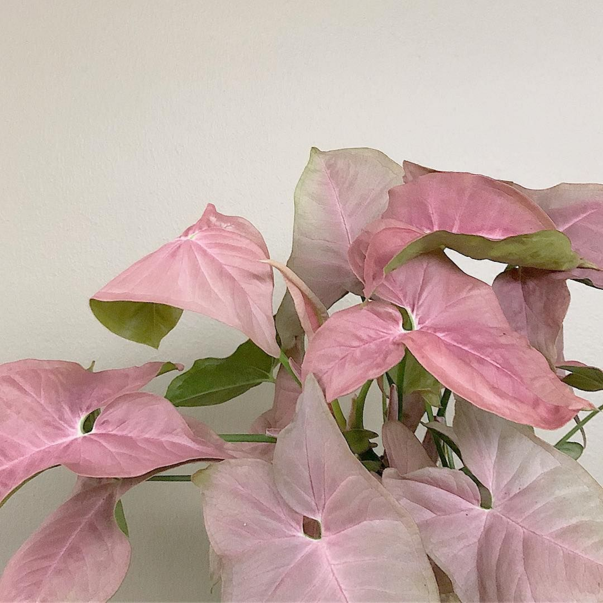 Pink Syngonium - Syngonium podophyllum 'Neon' Arrowhead Plant
