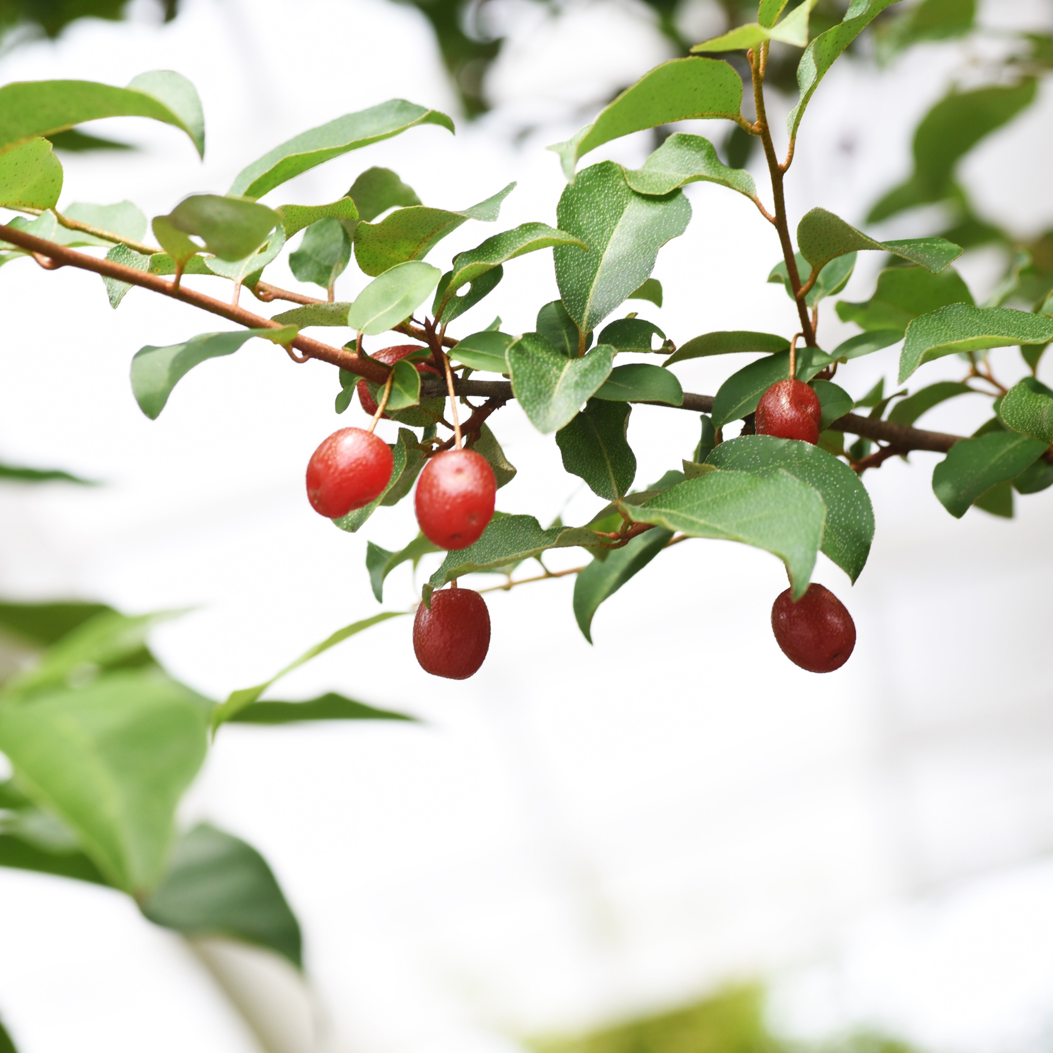 Ebbings Silverberry - Elaeagnus ebbingei