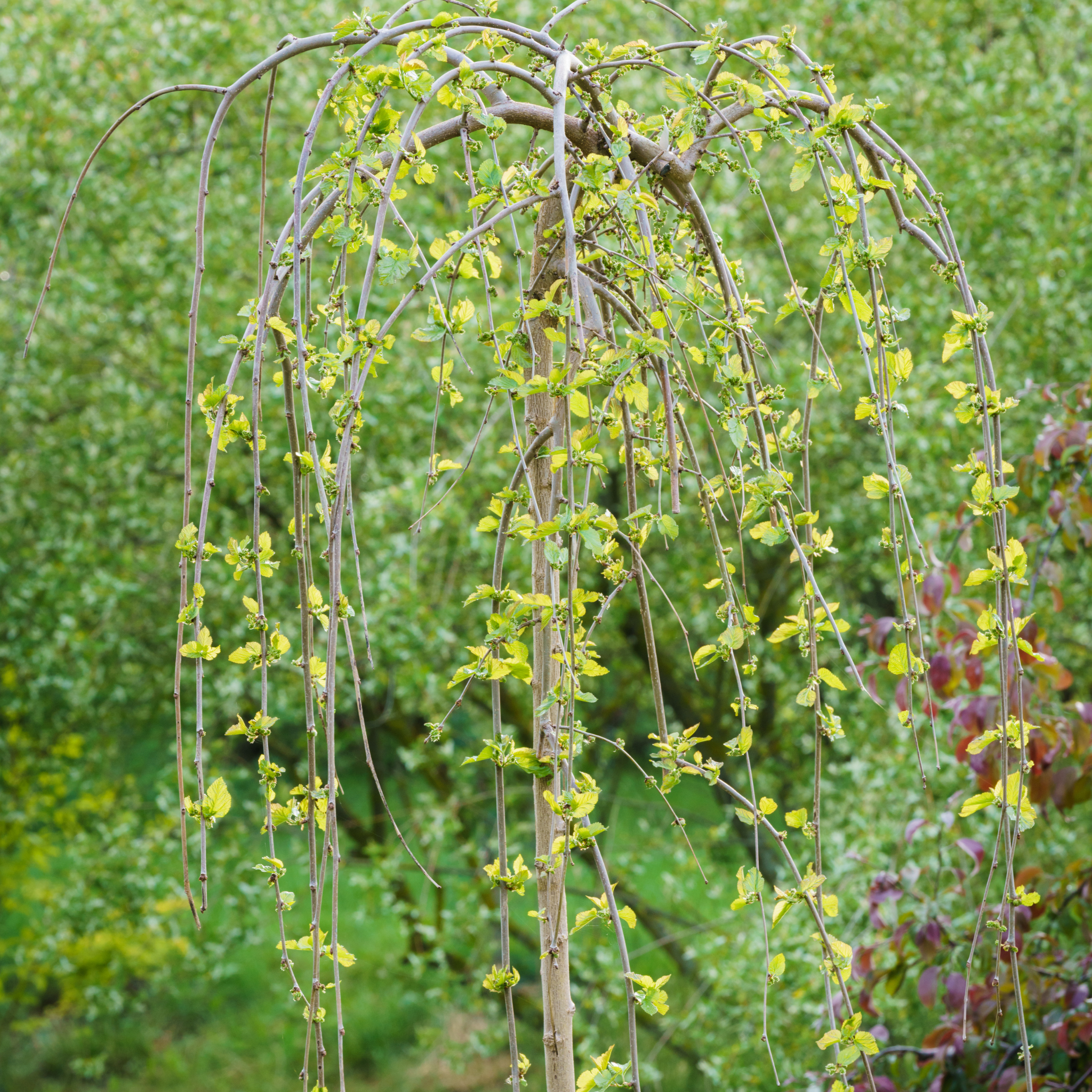 Weeping willow tree with yellow buds against a blurred green background