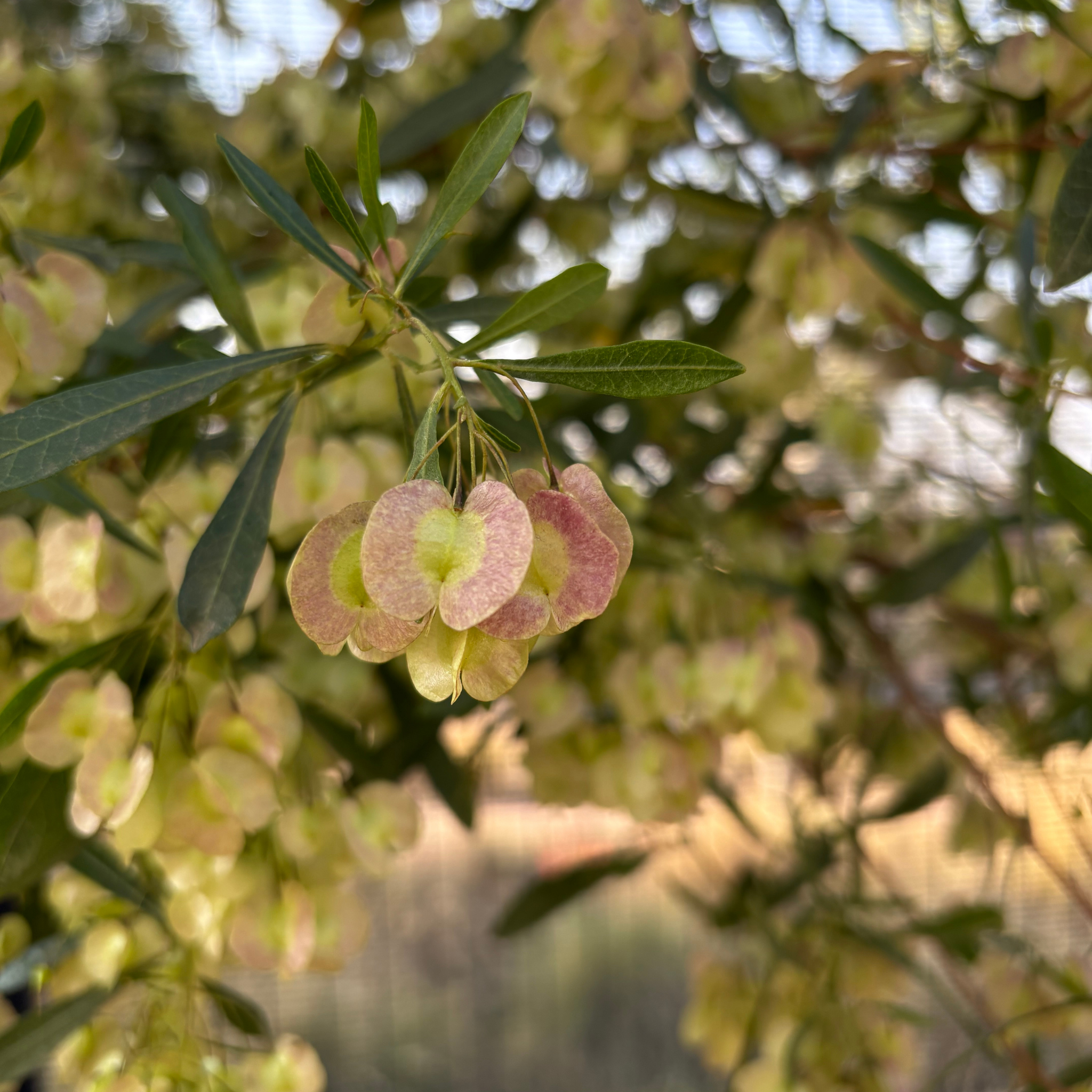 Sticky Hop Bush - Dodonaea viscosa