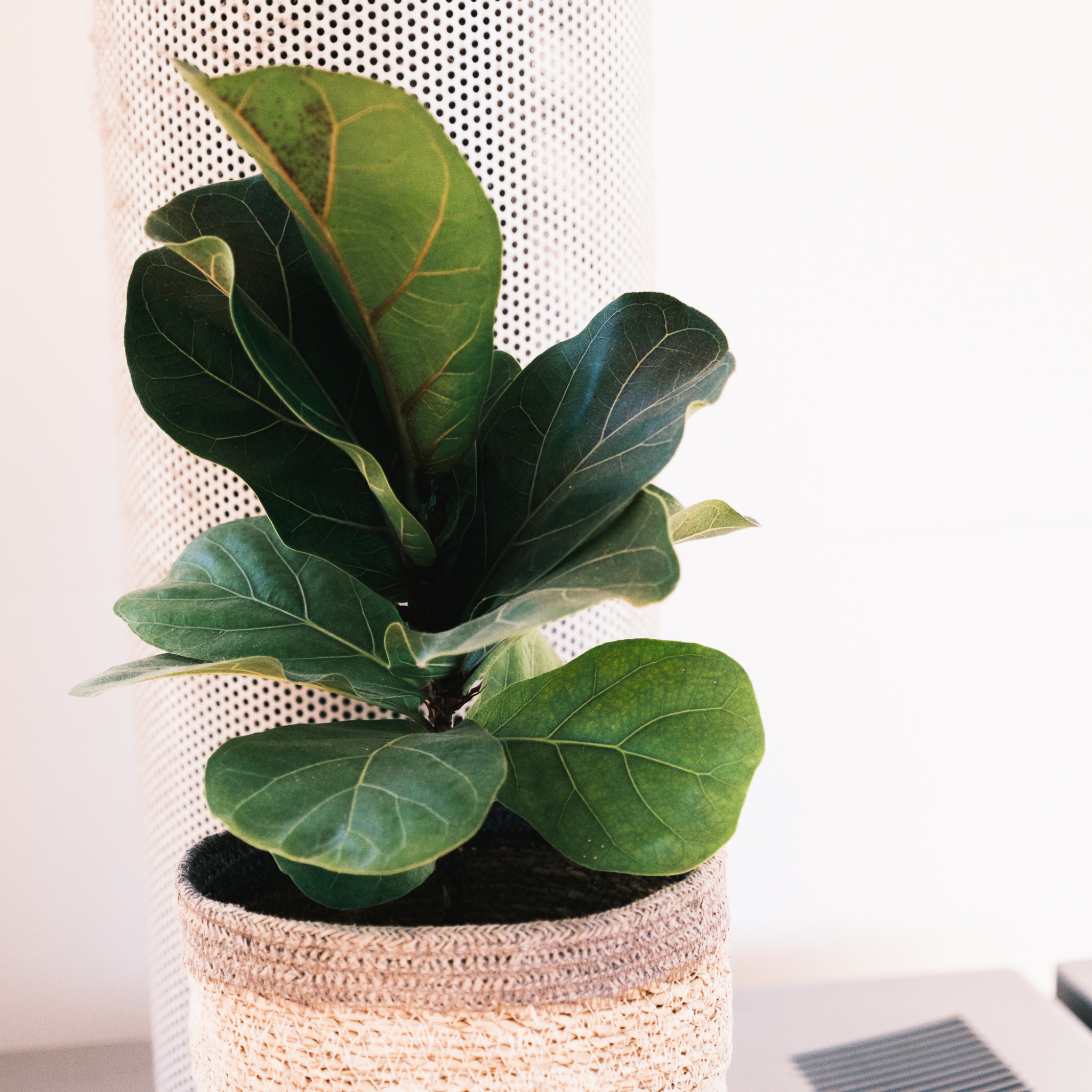 Fiddle Leaf Fig - Ficus lyrata