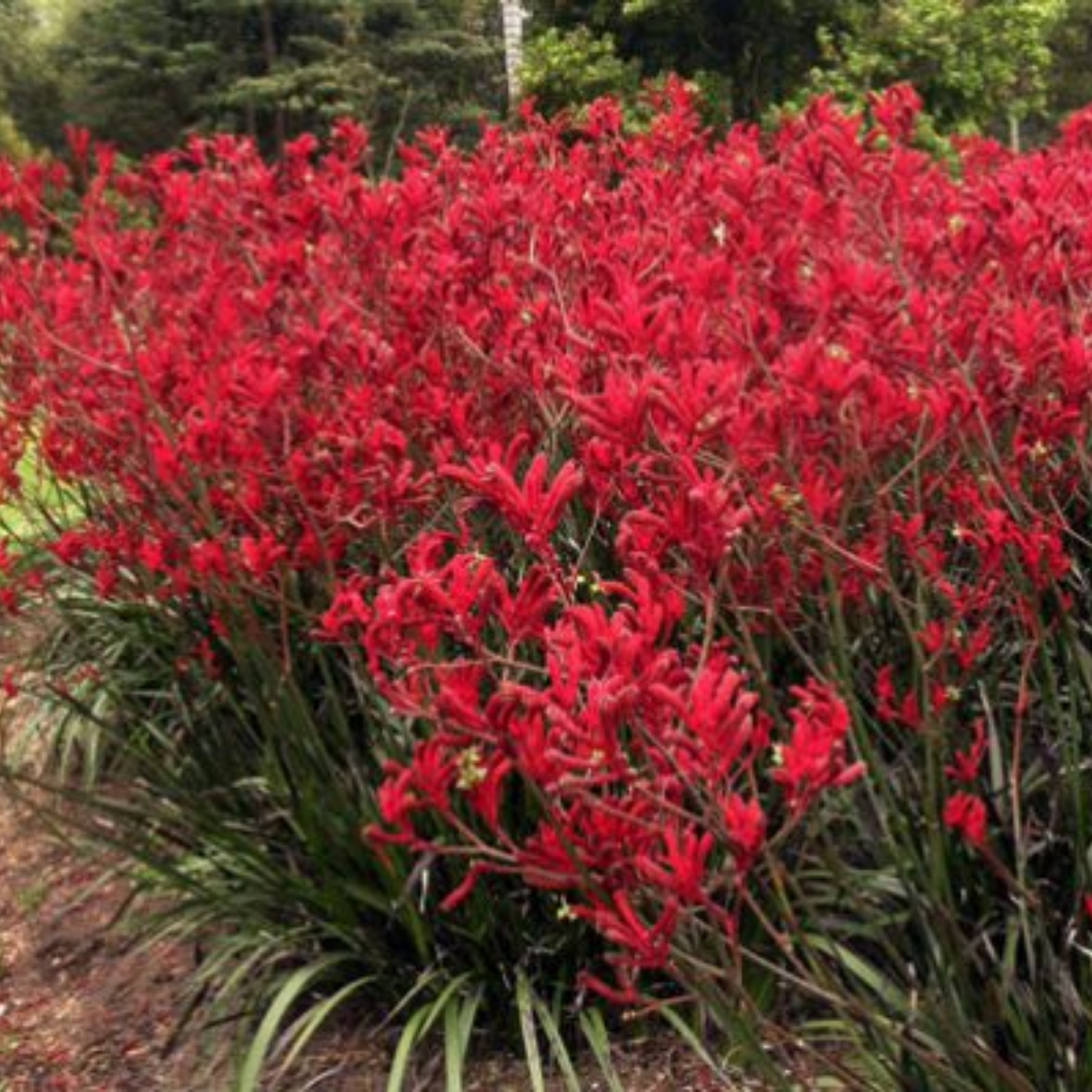 Tall Red Kangaroo Paw - Anigozanthos flavidus Landscape Scarlet