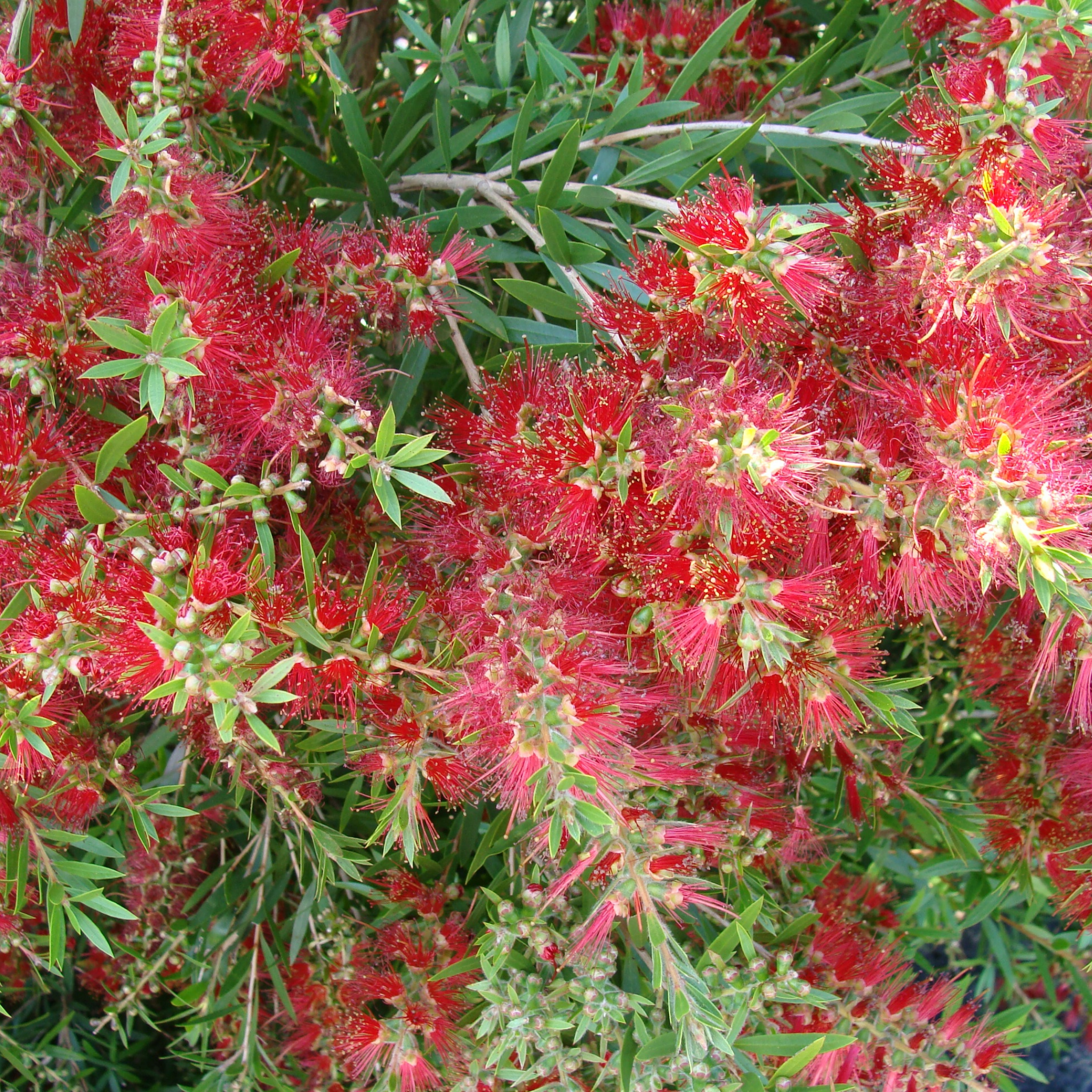 Slim Bottlebrush - Callistemon viminalis 'Slim'