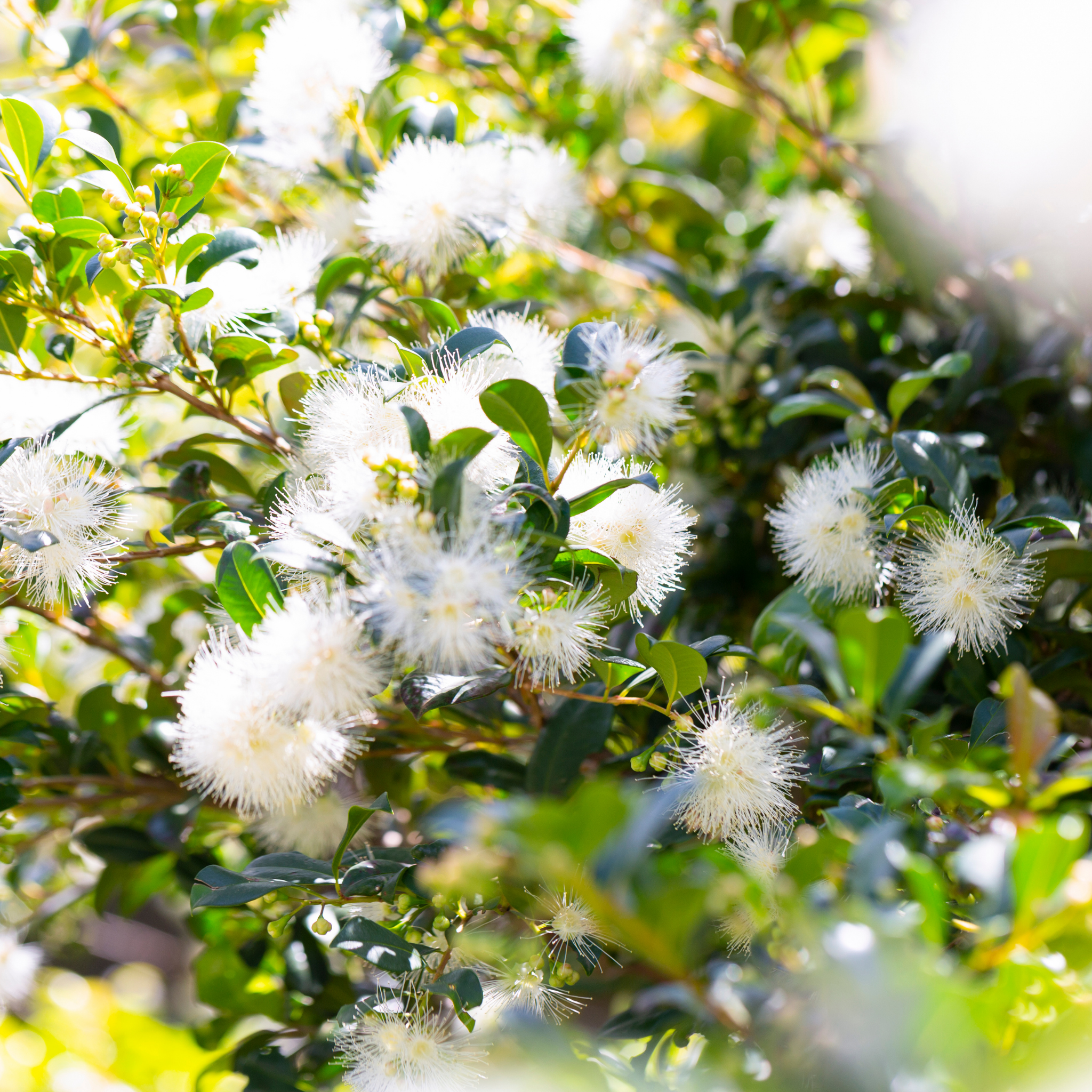Lilly Pilly Screen It - Syzygium australe Screen It