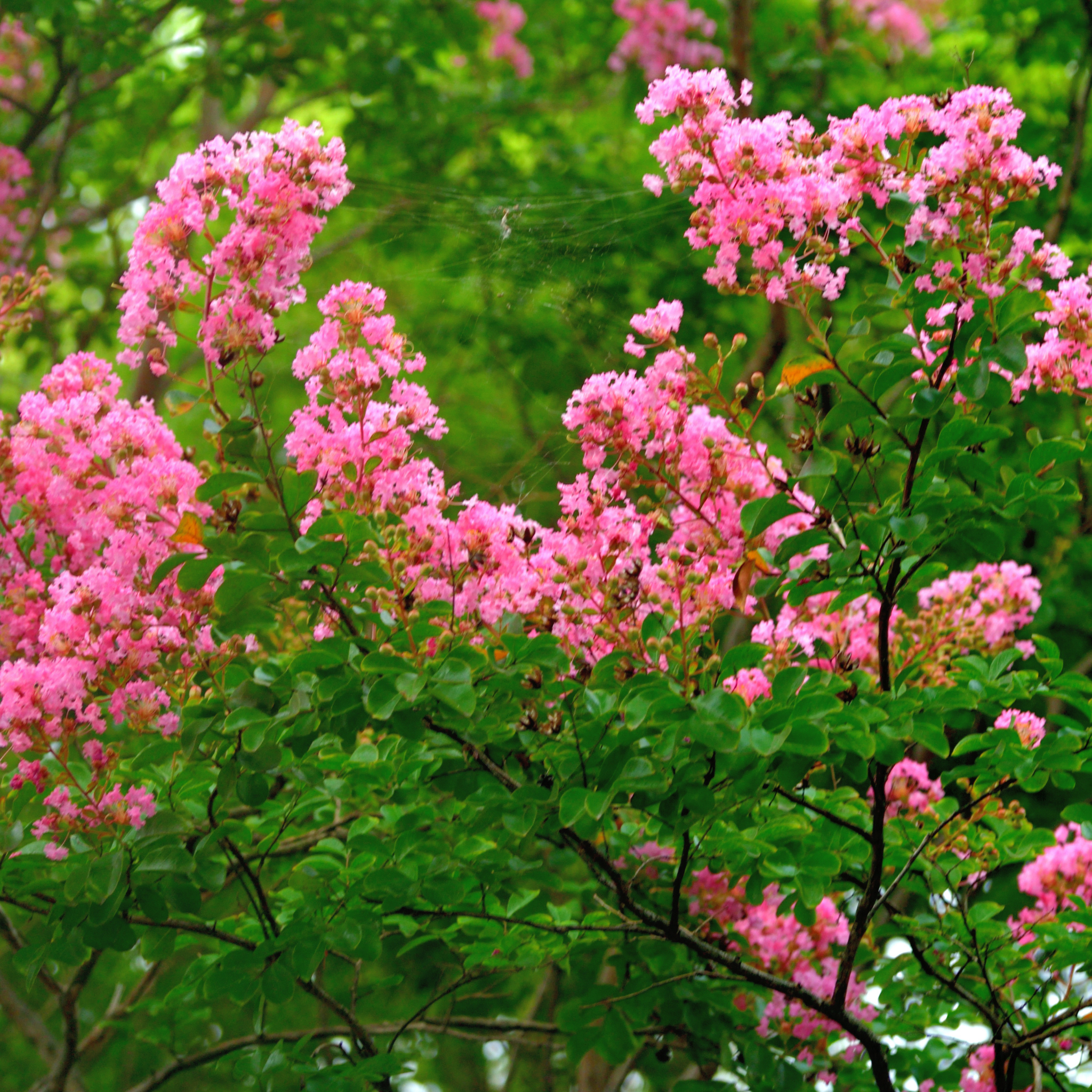 Pink Crepe Myrtle - Lagerstroemia indica fauriei Biloxi