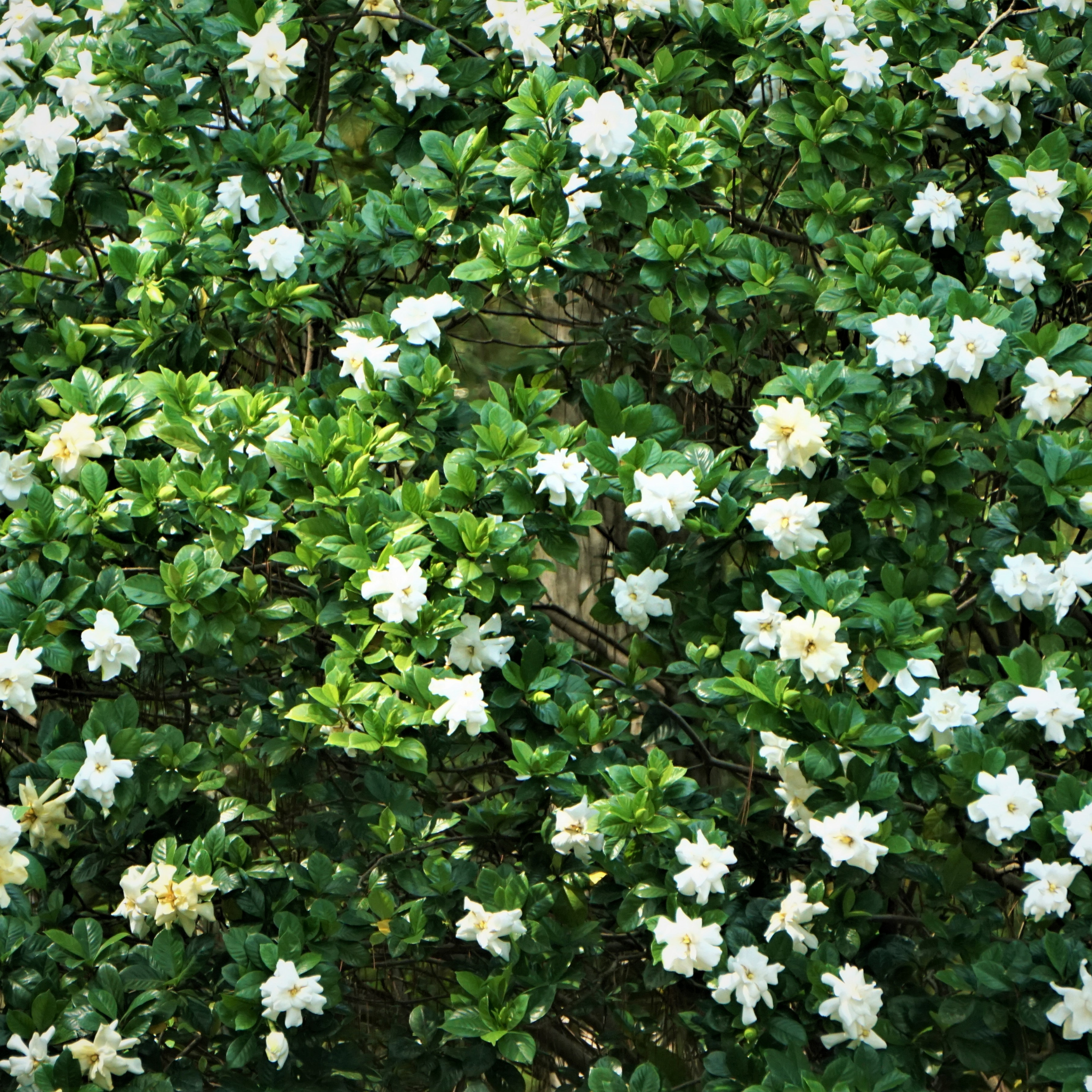 Gardenia augusta Aimee Yoshiba