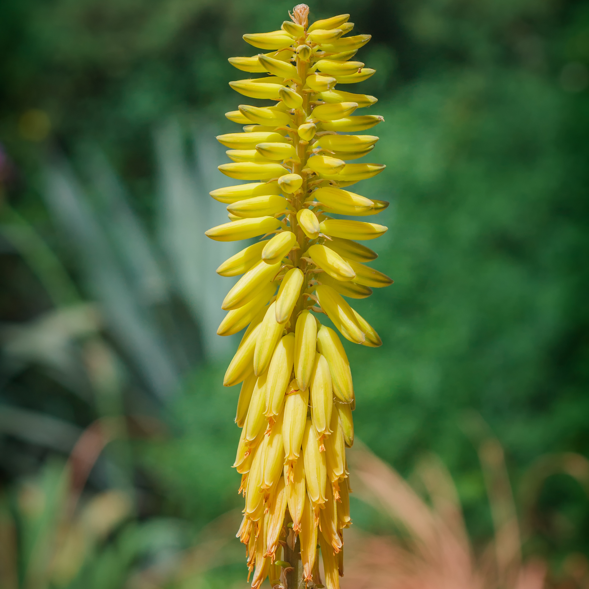 Aloe hybrida Bush Baby Yellow