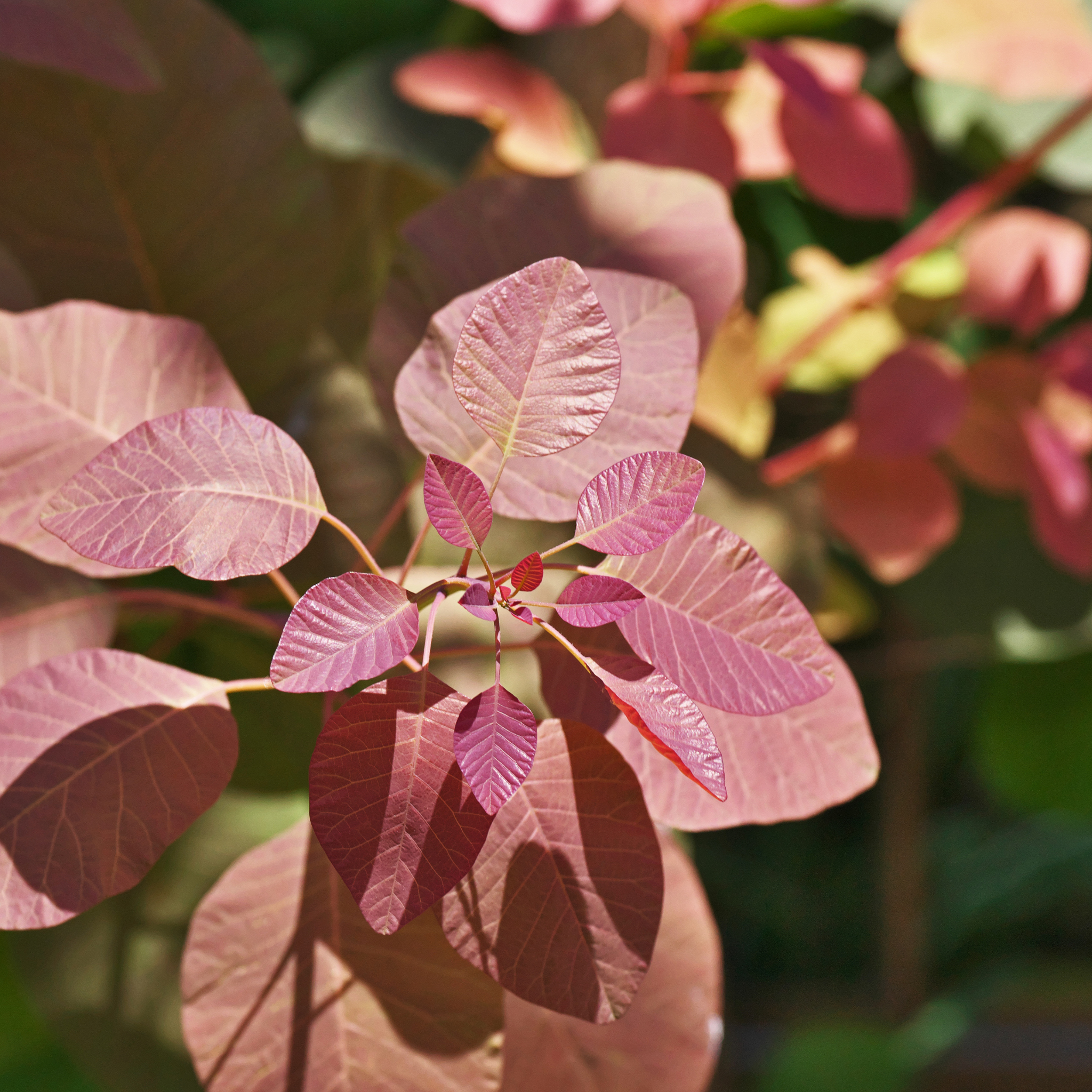 Cotinus coggygria Grace Smoke Tree - Cotinus coggygria Grace