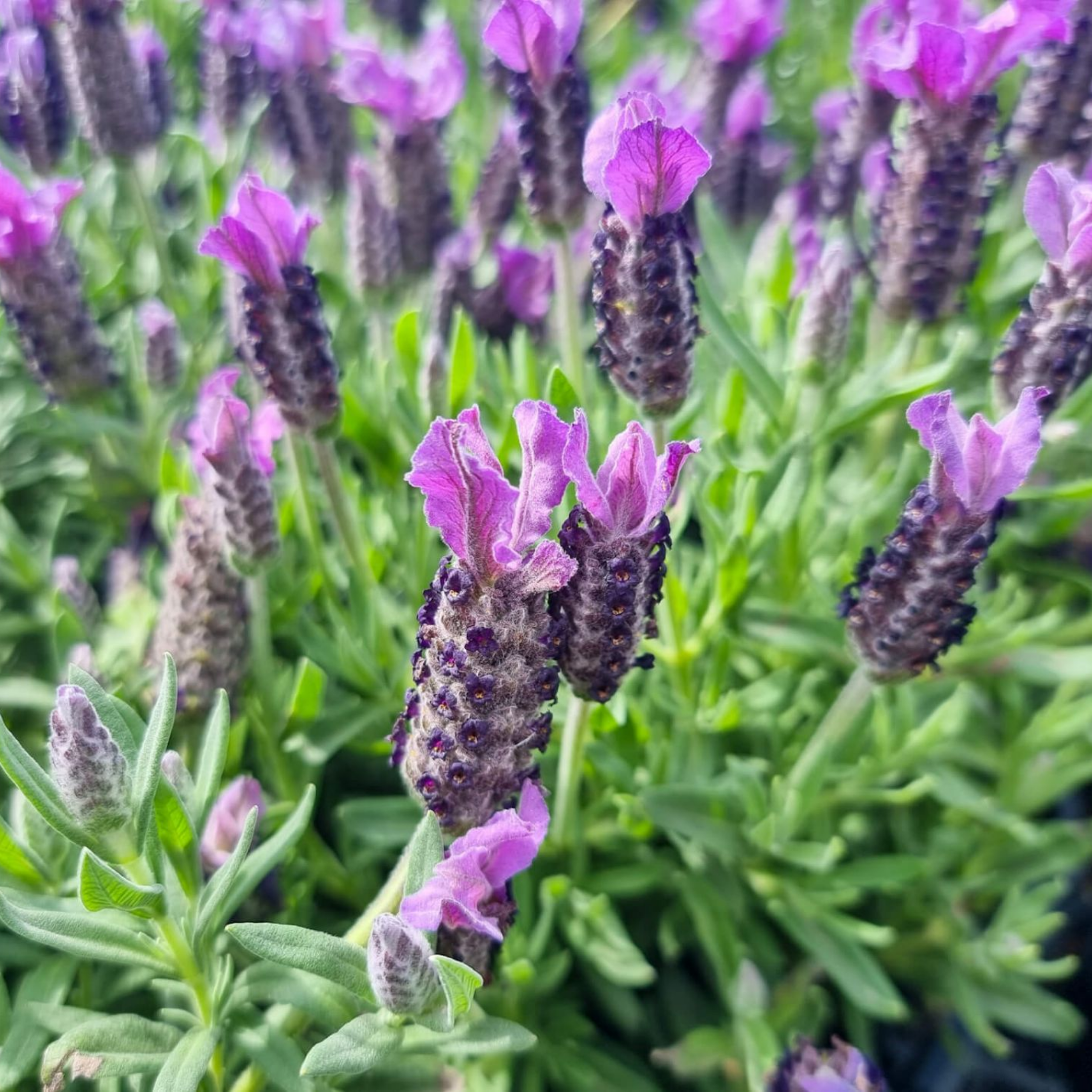 Lavandula pedunculata La Diva Papillon Big Night