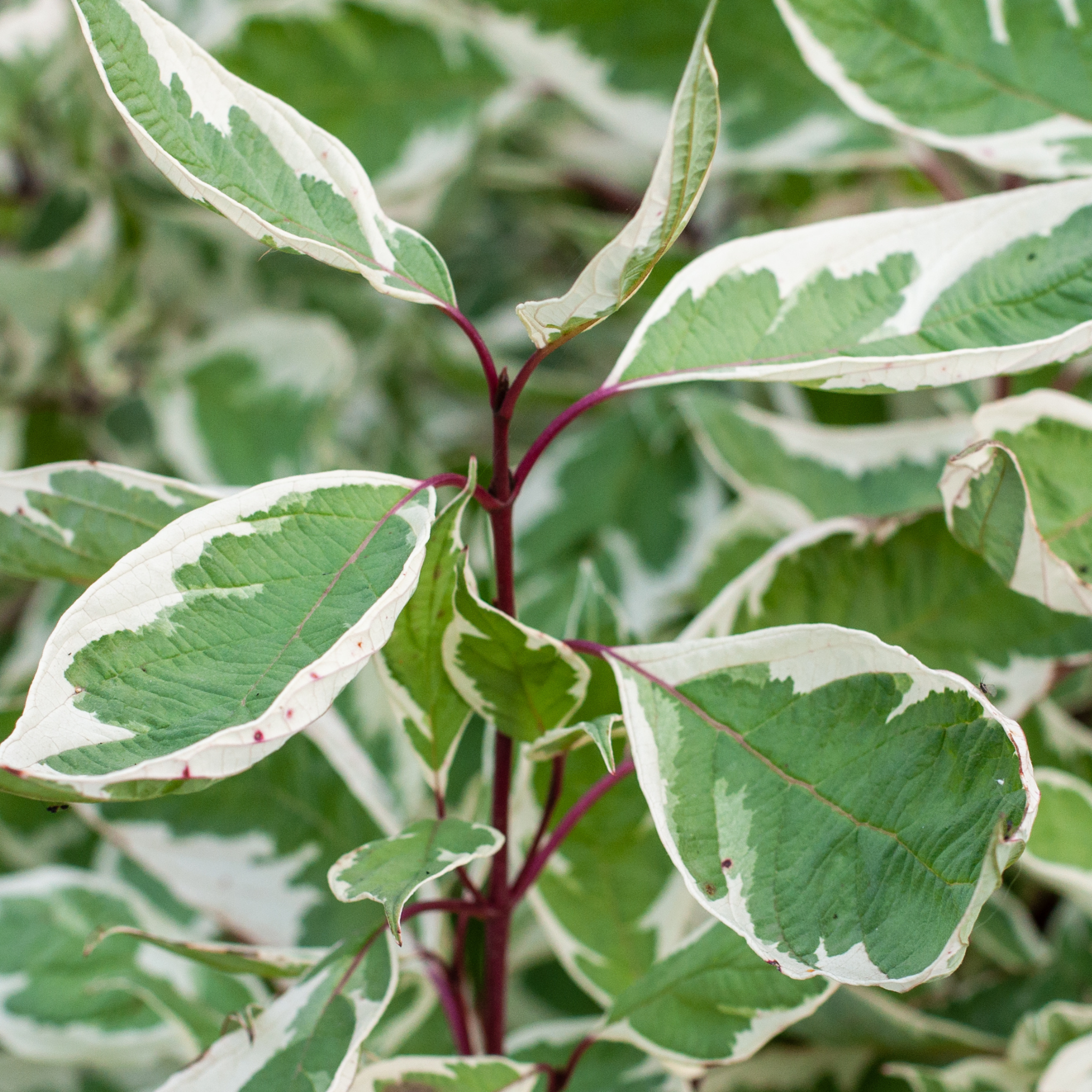 Variegated Weeping Fig - Ficus benjamina Variegata