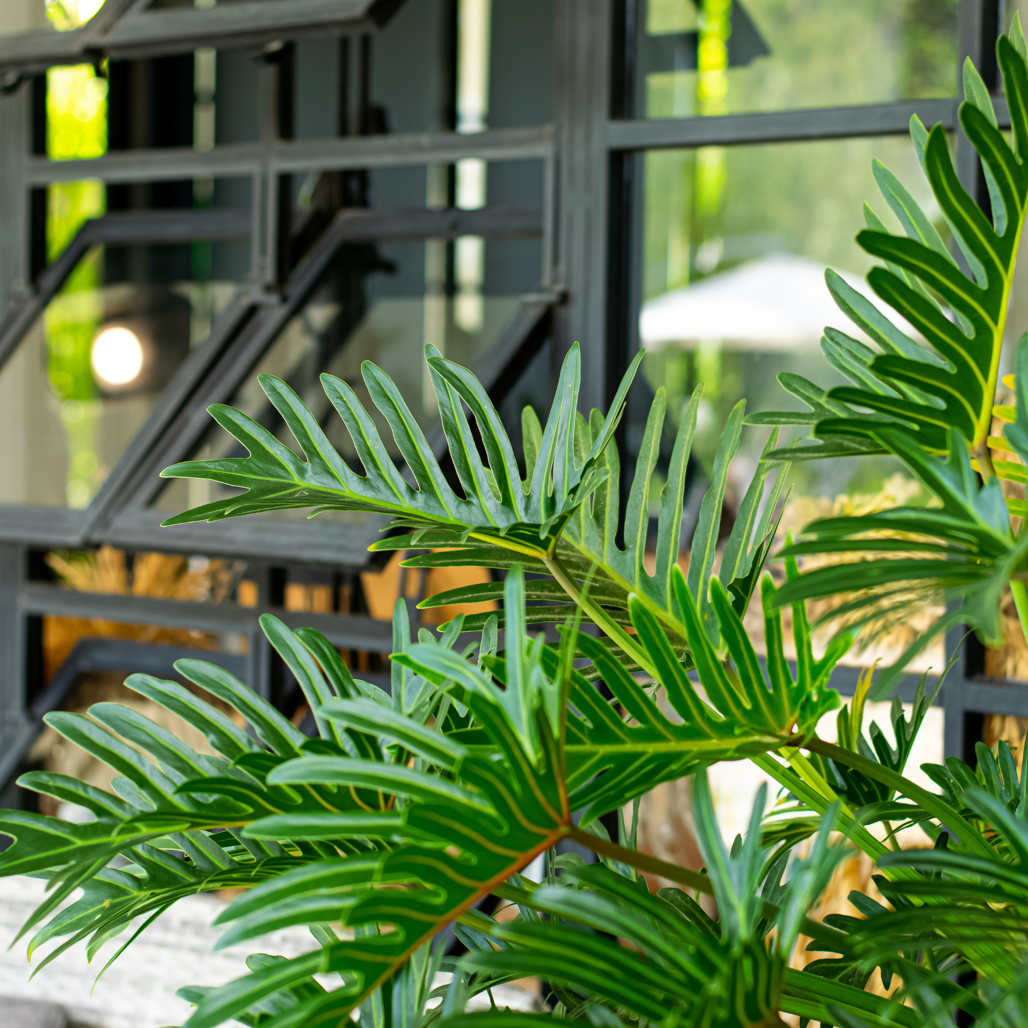 Xanadu Philodendron - Philodendron Xanadu