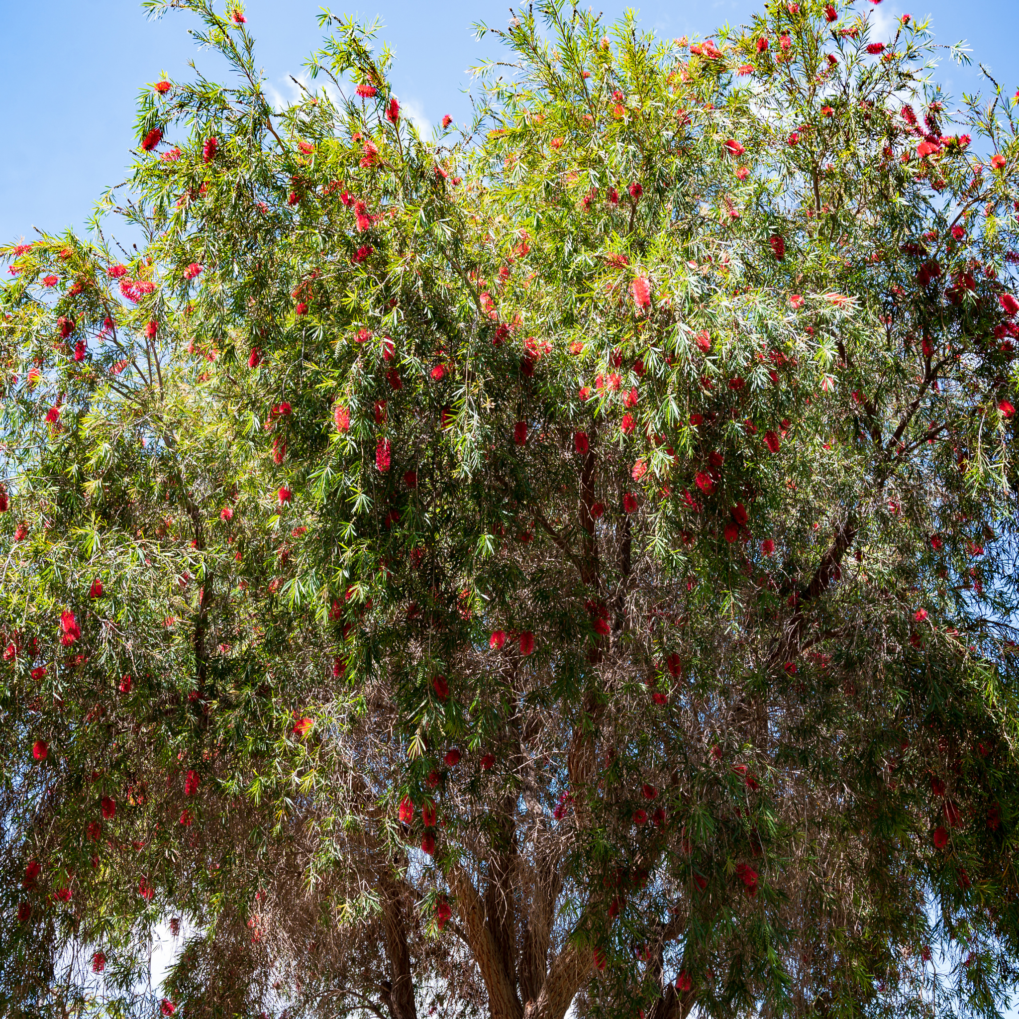 Weeping Bottlebrush Hannah Ray - Callistemon viminalis 'Hannah Ray'