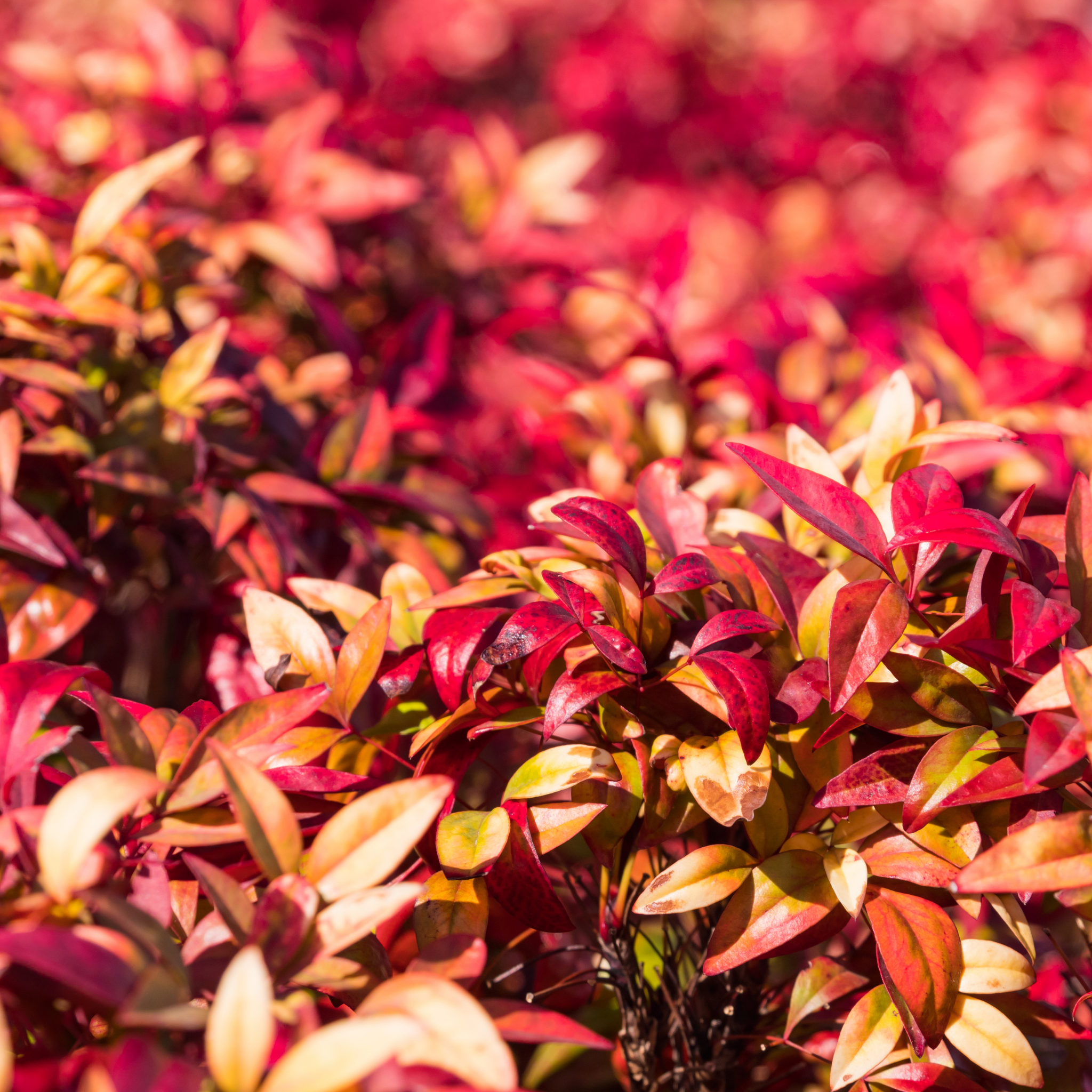 Nandina Dwarf - Nandina domestica Nana