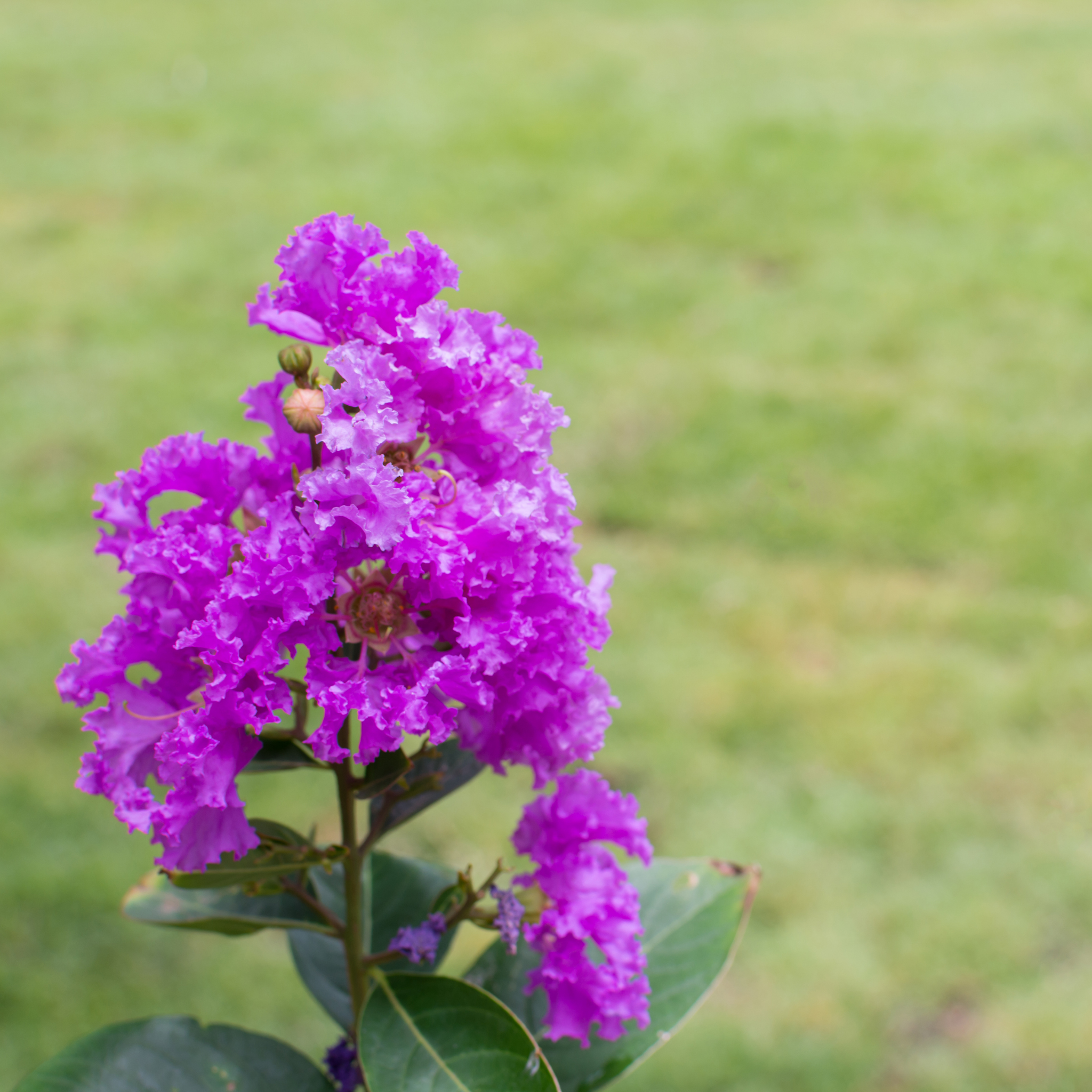 Purple Crepe Myrtle 'Zuni' - Lagerstroemia indica fauriei Zuni