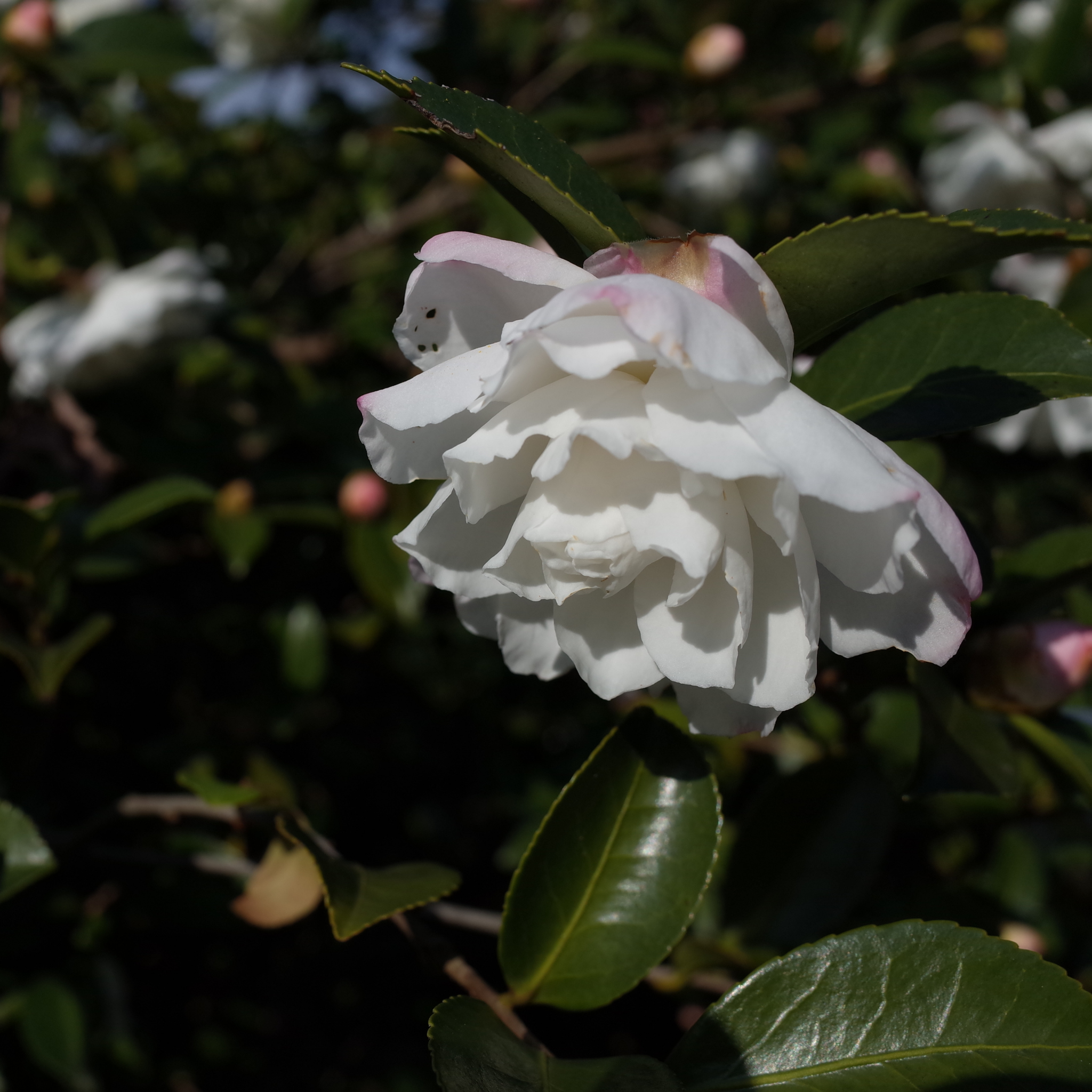 Camellia Pure Silk - Camellia sasanqua 'Pure Silk'