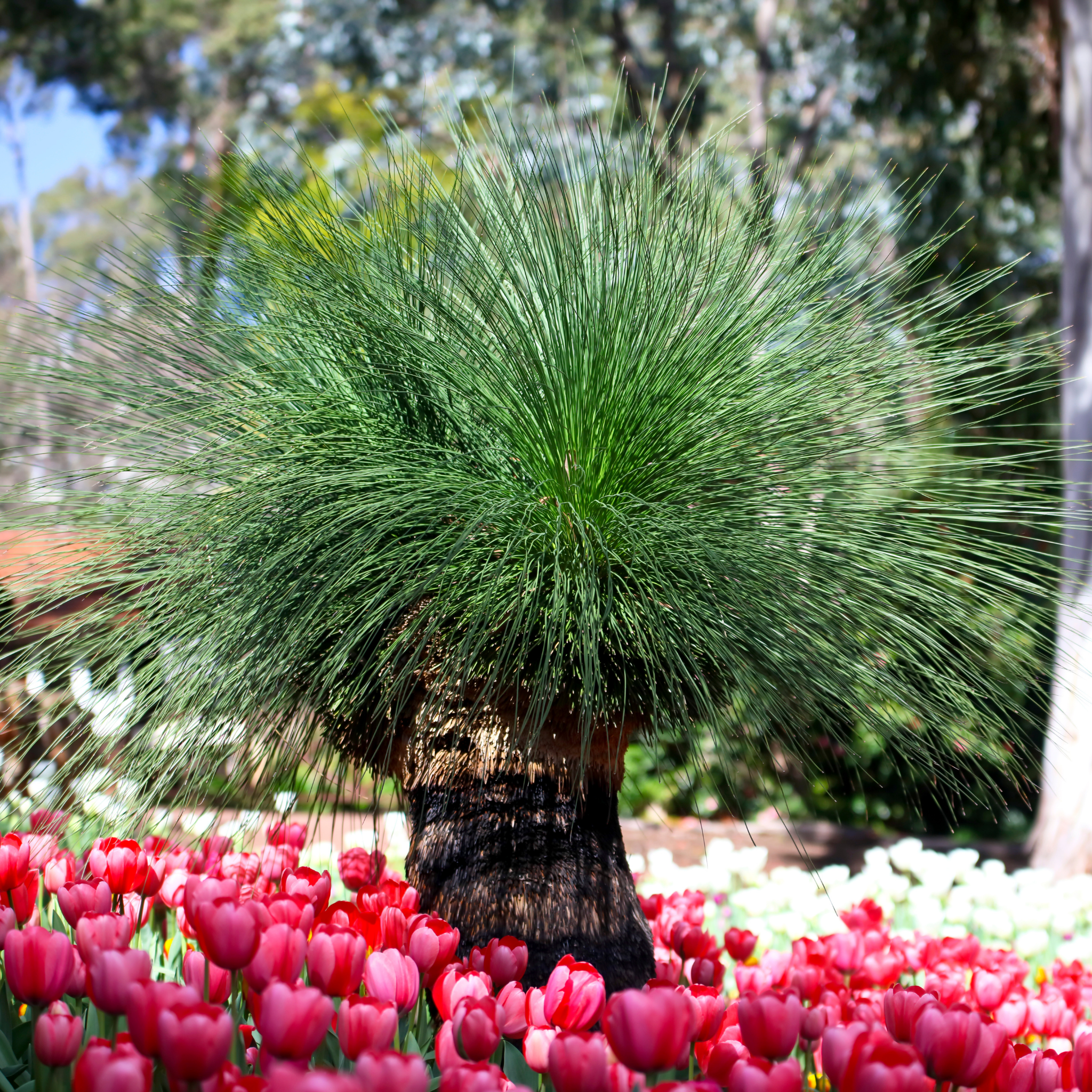 Johnson Grass Tree - Xanthorrhoea johnsonii