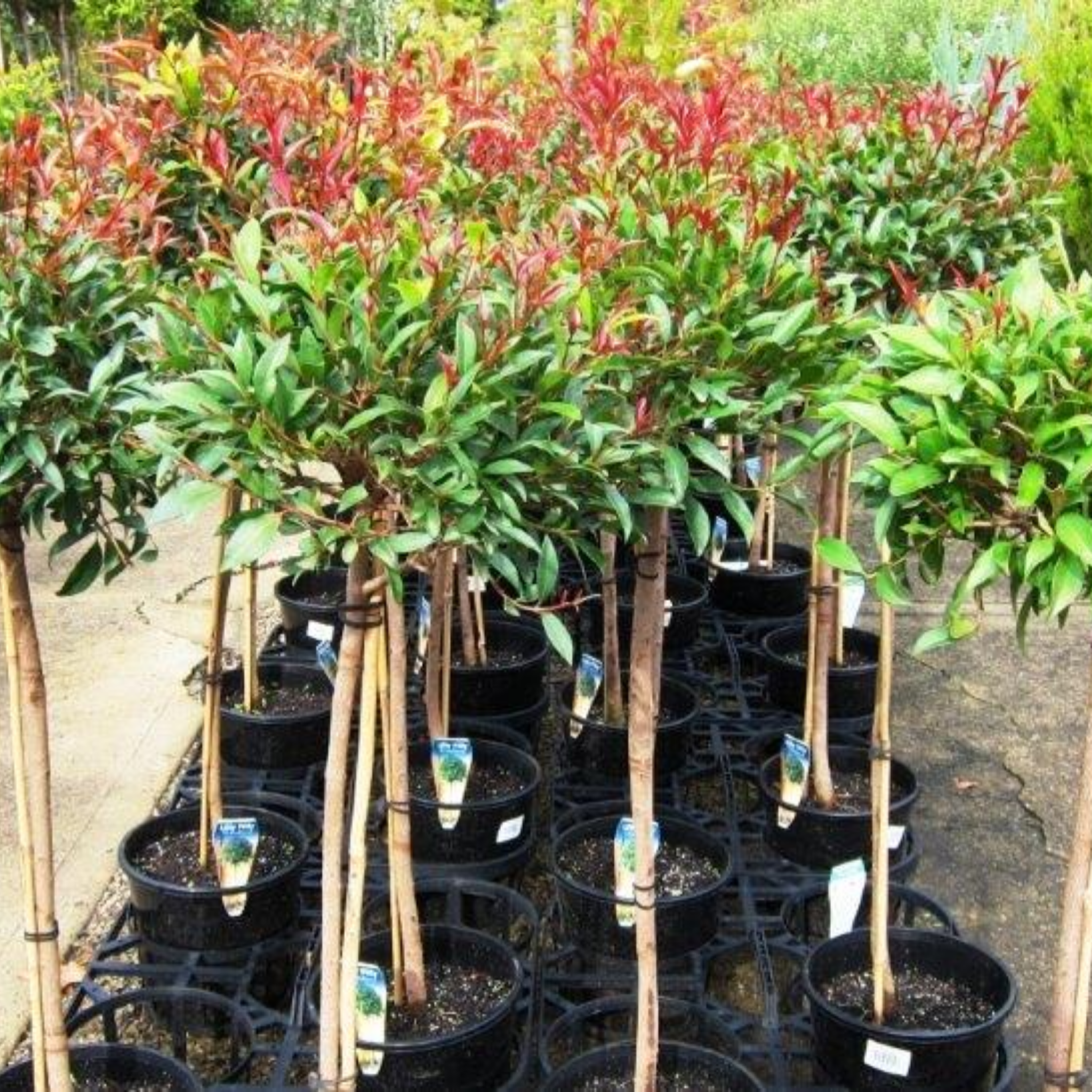 Lilly Pilly - Brush Cherry - Syzygium australe