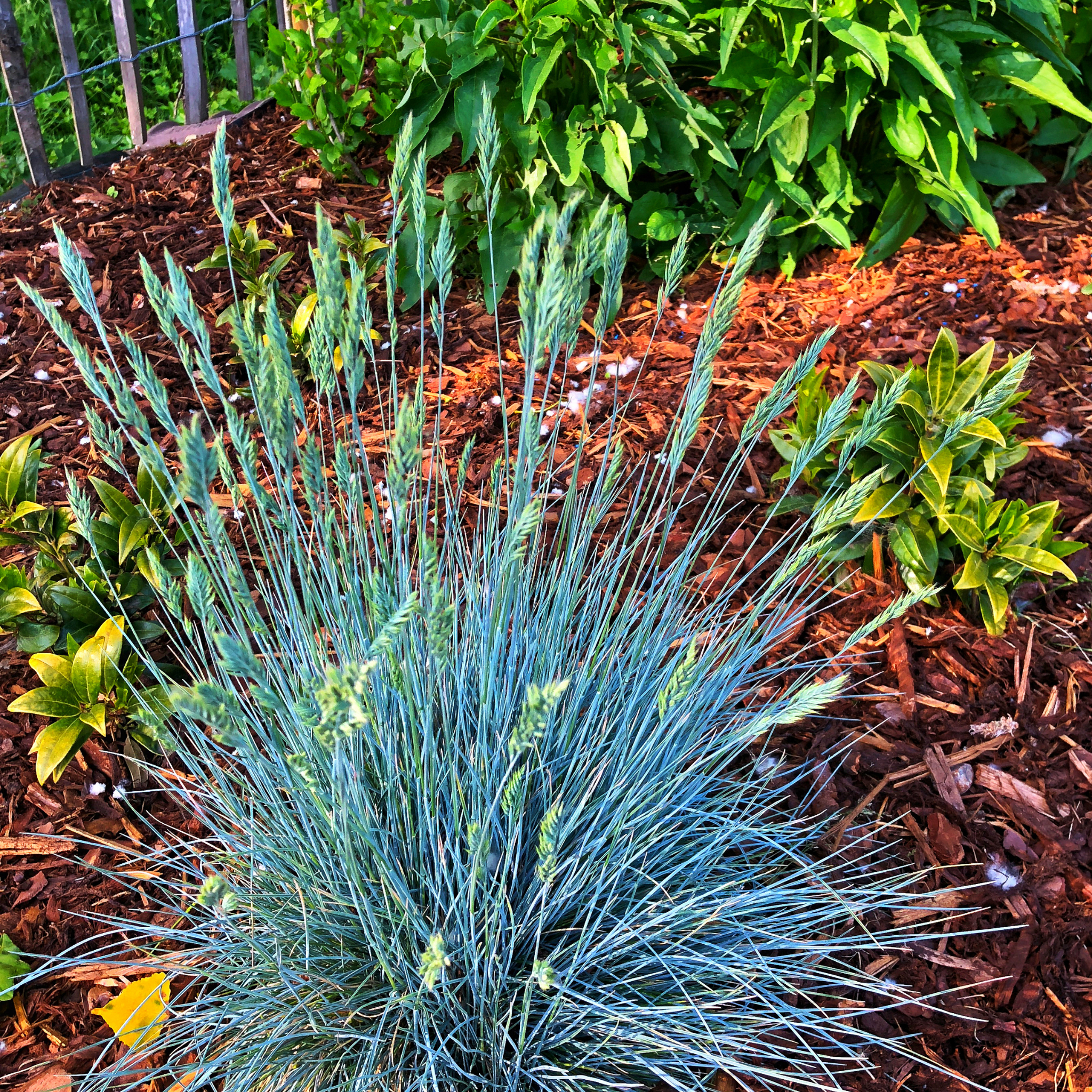 Blue Fescue - Festuca glauca