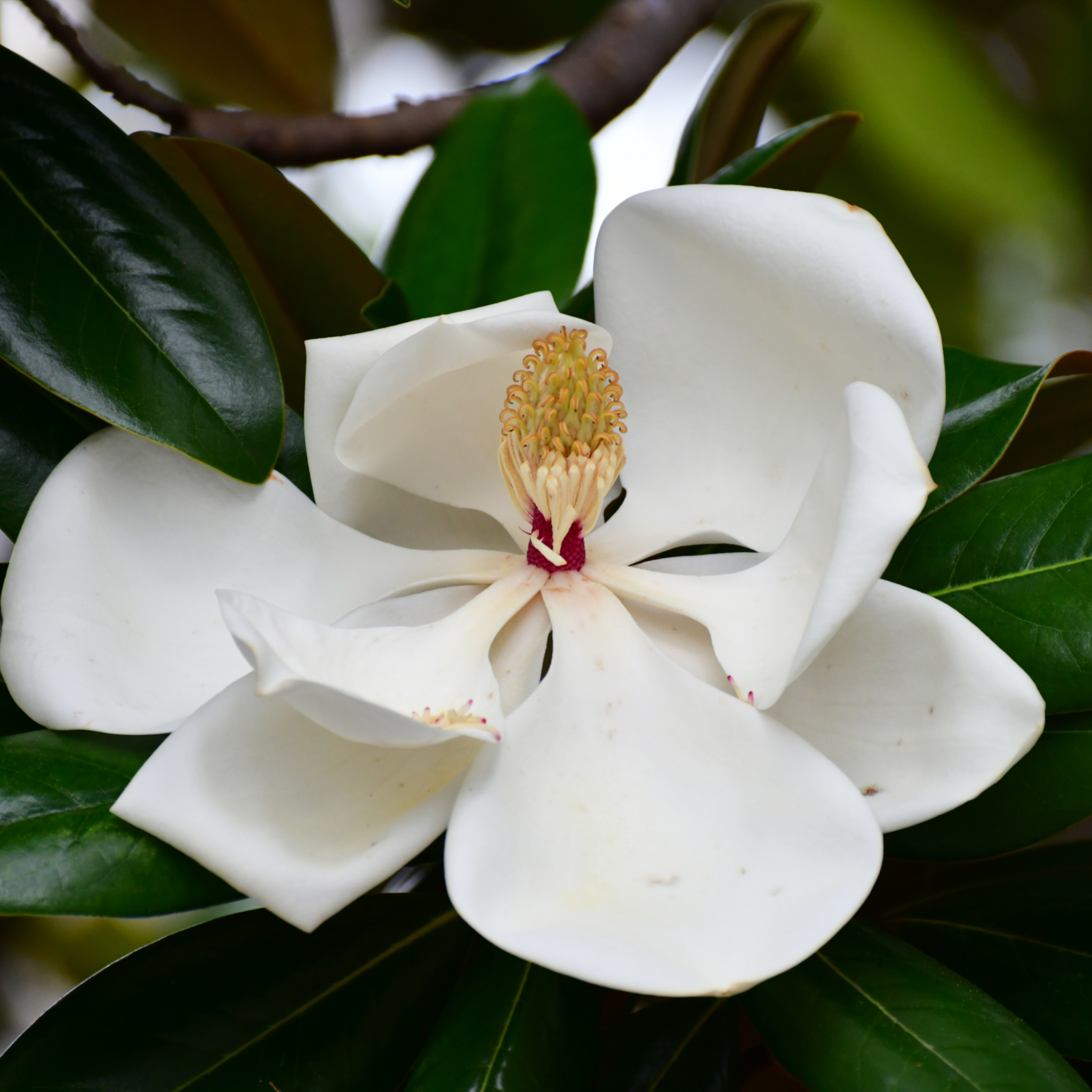 Magnolia Kay Paris - Magnolia grandiflora Kay Parris