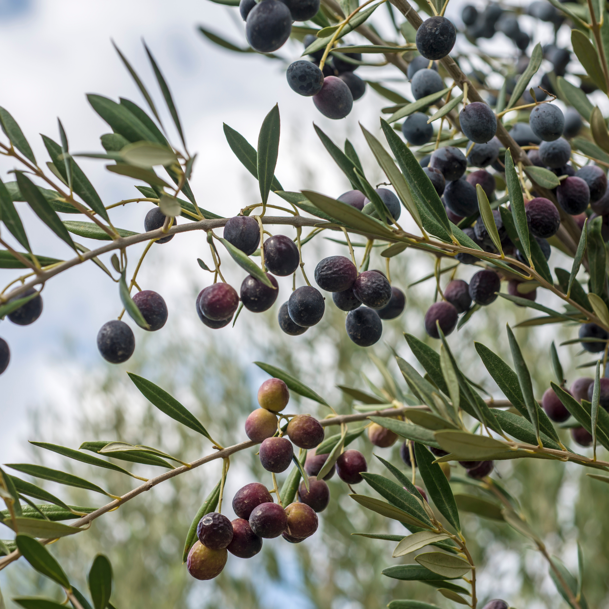 Verdale Olive Tree - Olea europaea Verdale
