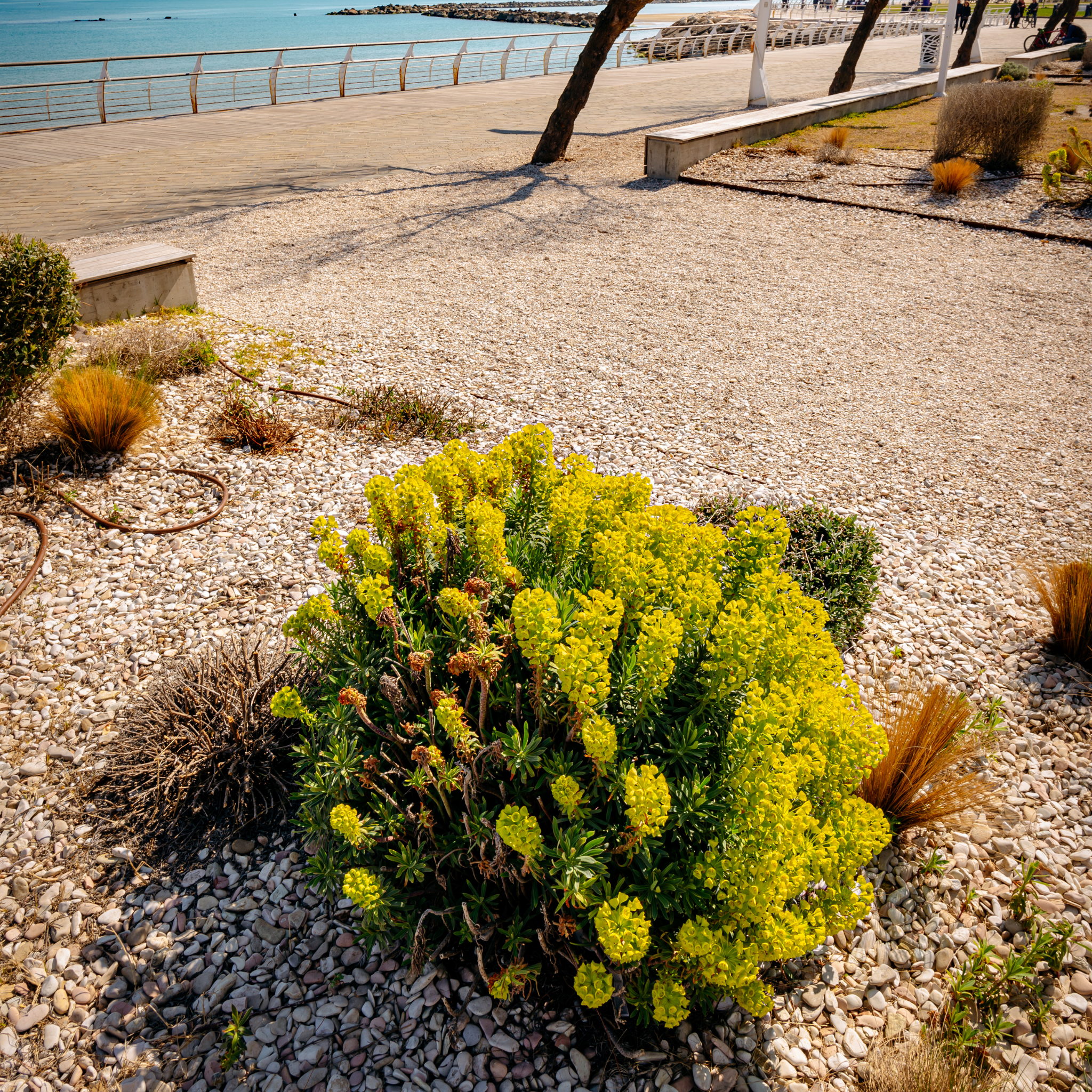 Glacier Blue Spurge - Euphorbia characias 'Glacier Blue'