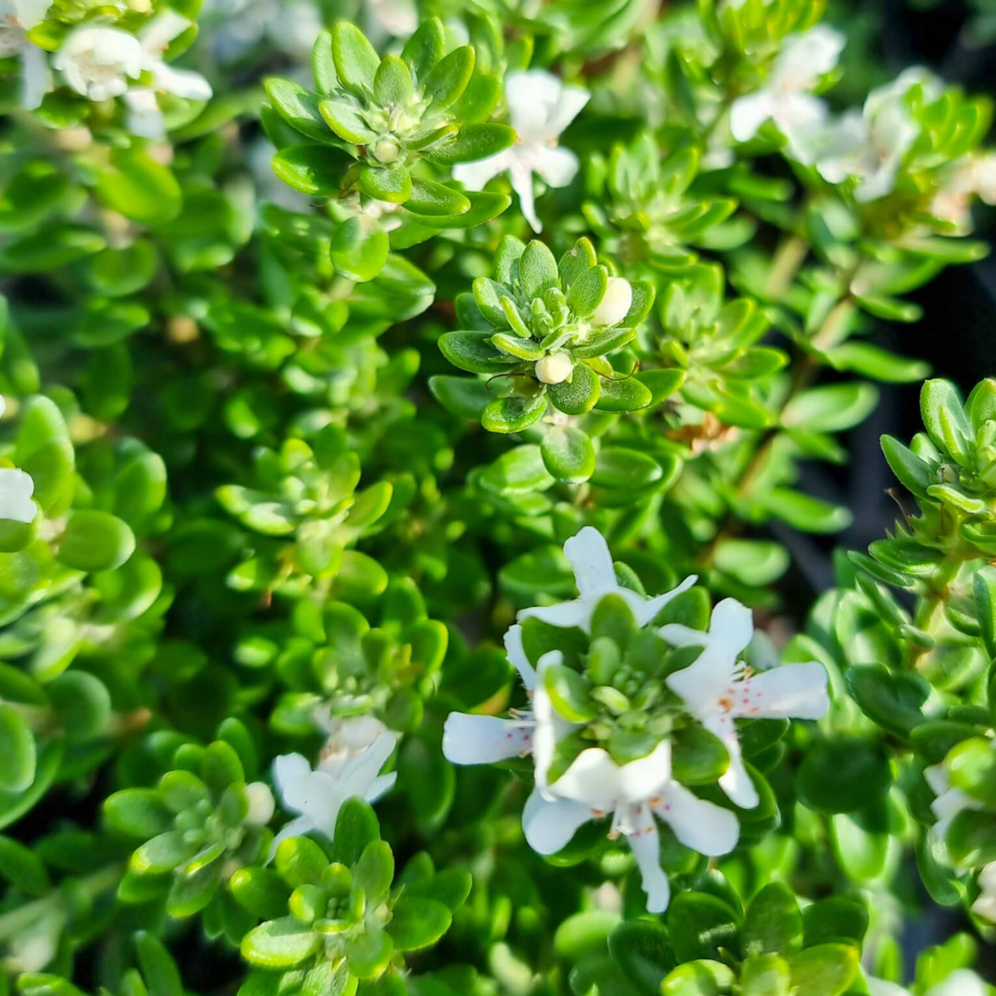 Grey Box Native Rosemary - Westringia fruticosa Grey Box