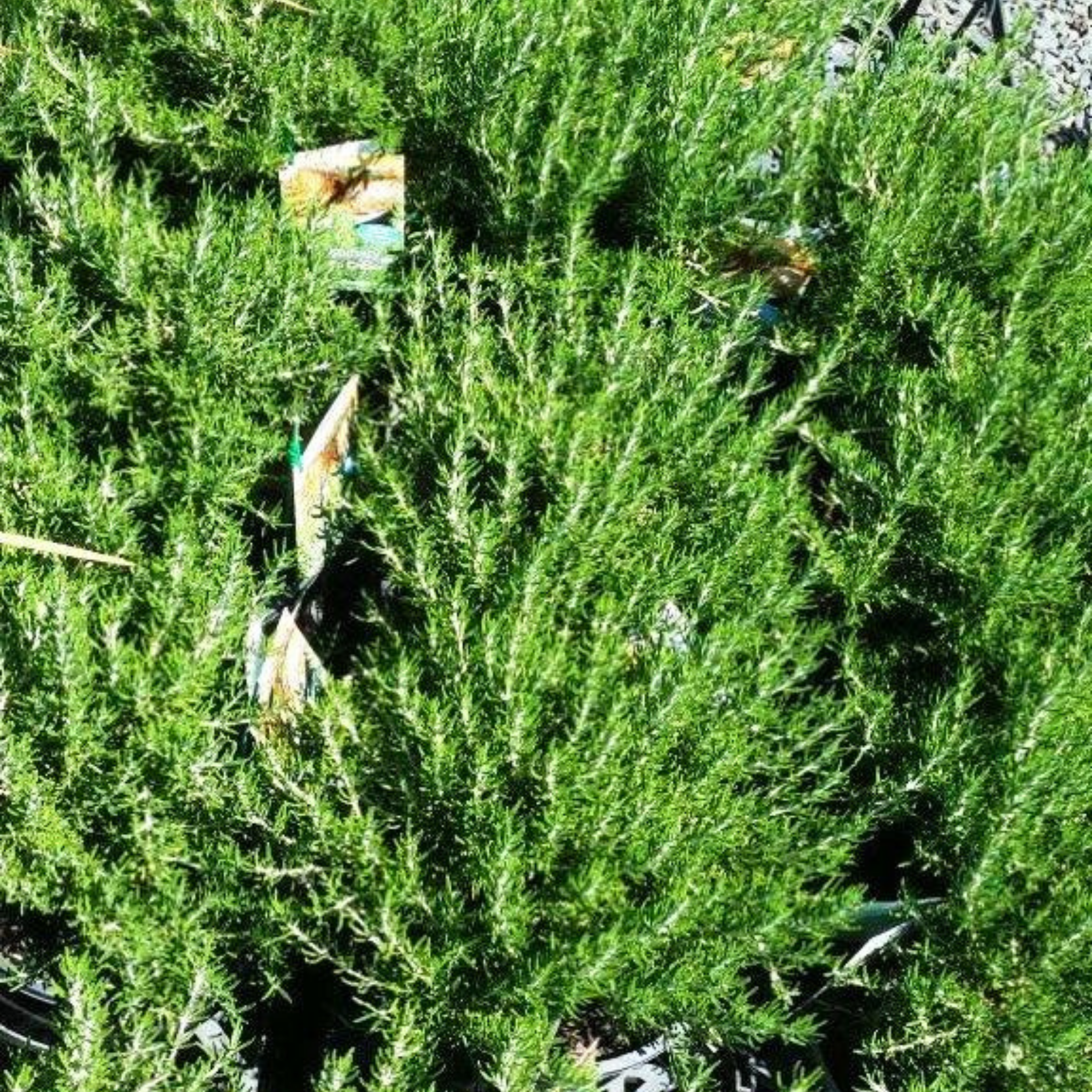 Rosemary Chefs Choice - Rosmarinus officinalis Chefs Choice