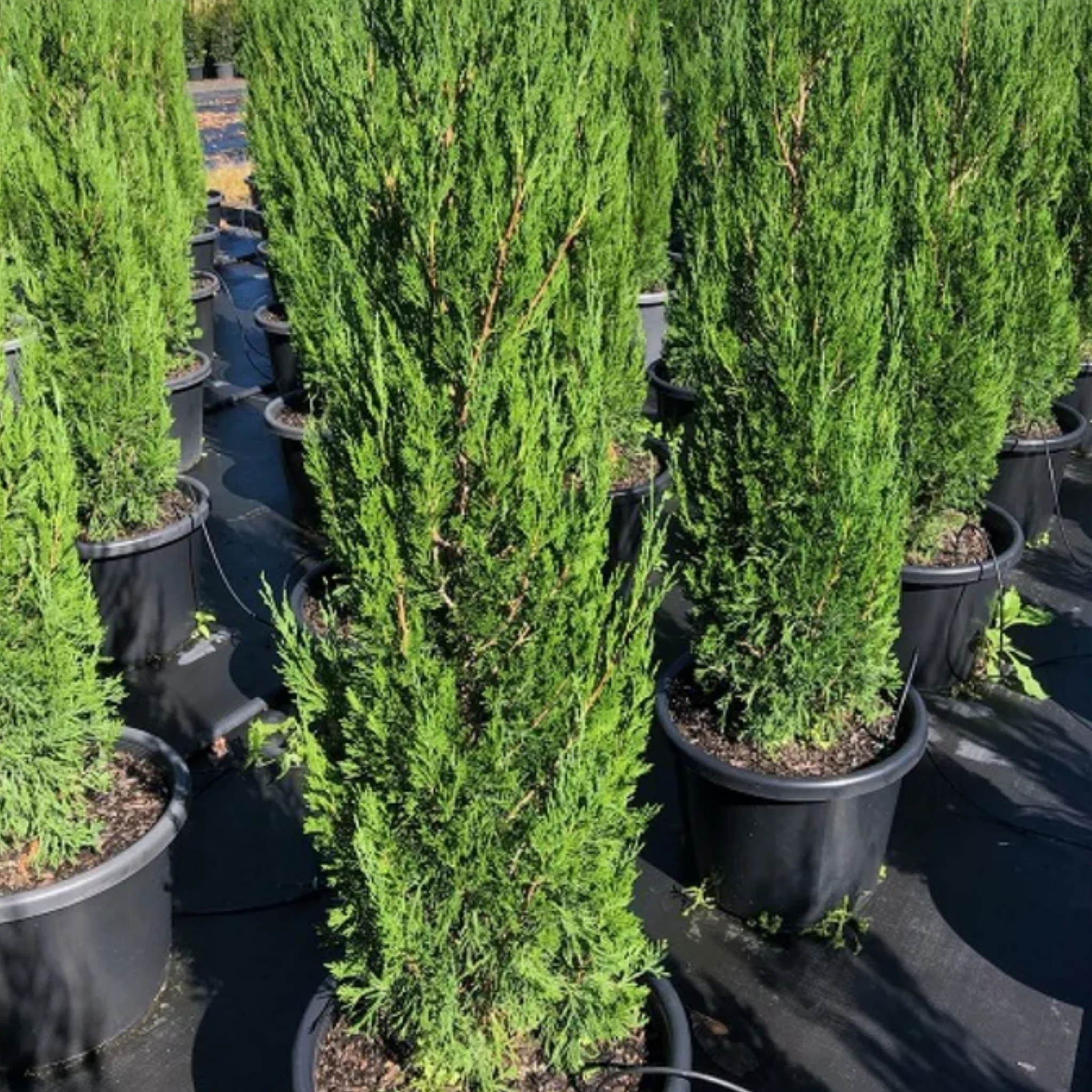 Juniperus chinensis ‘Spartan’ - Chinese Juniper Conifer