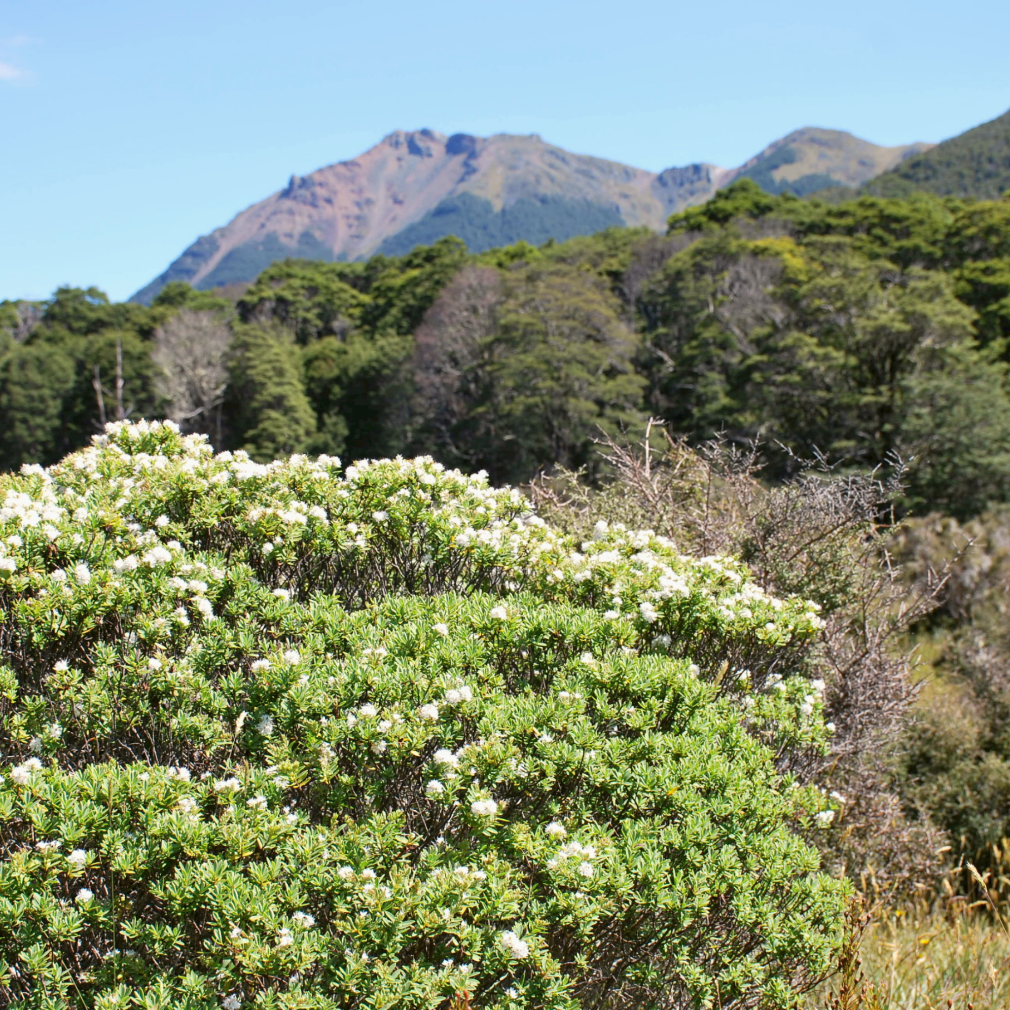 White Hebe - Hebe albicans