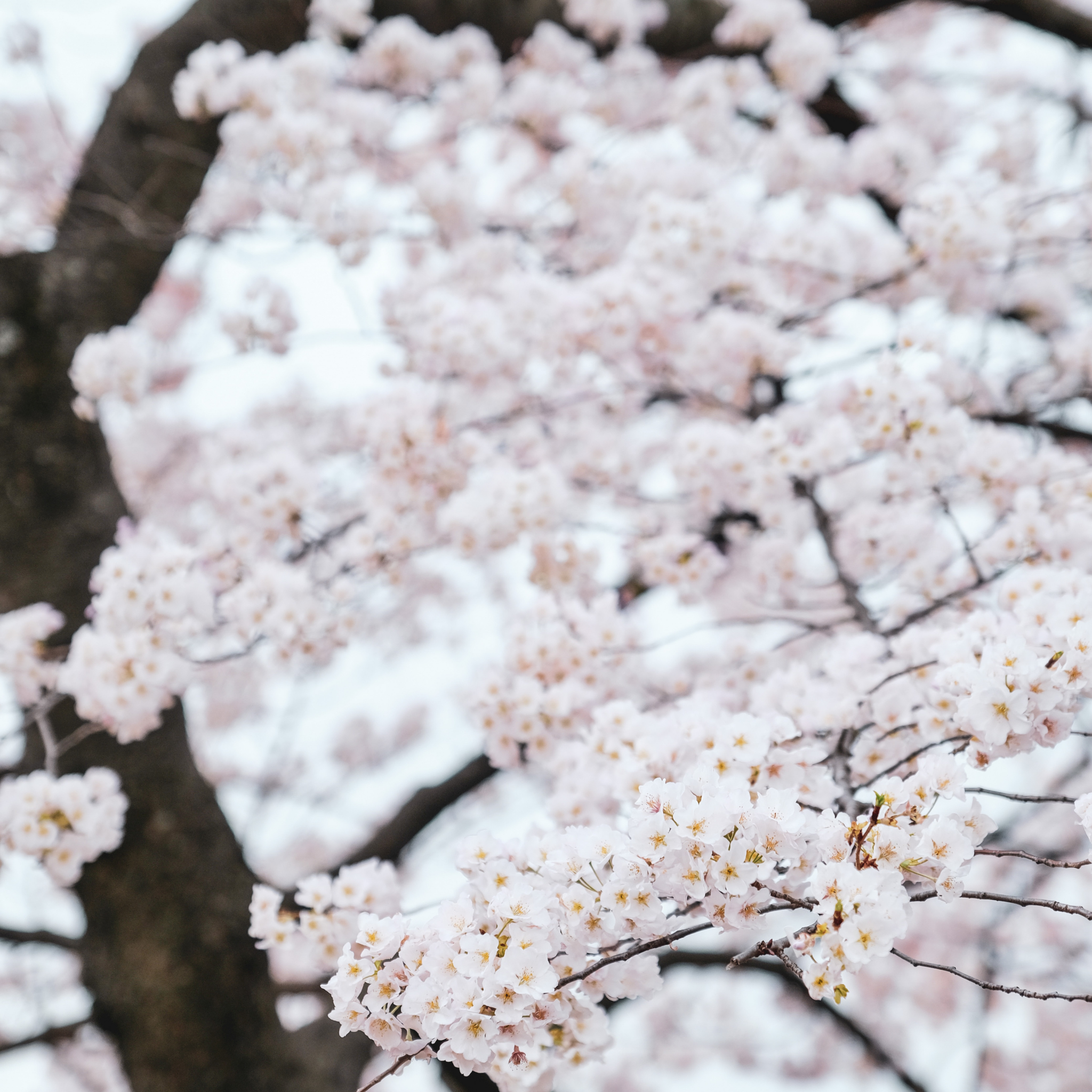 Weeping Japanese Flowering Cherry - Prunus serrulata 'Mt Fuji'