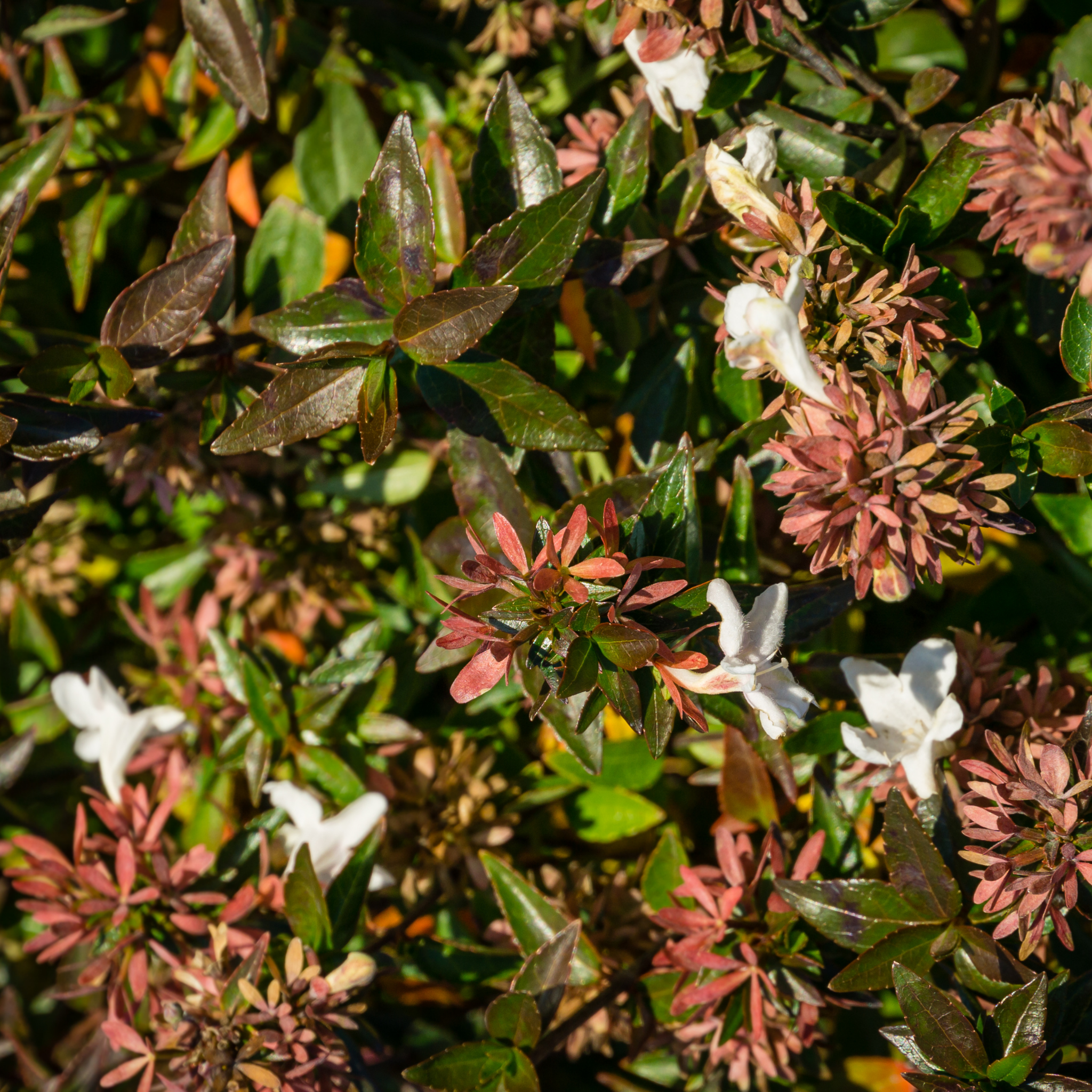 Dwarf Glossy Abelia - Abelia grandiflora 'Nana'