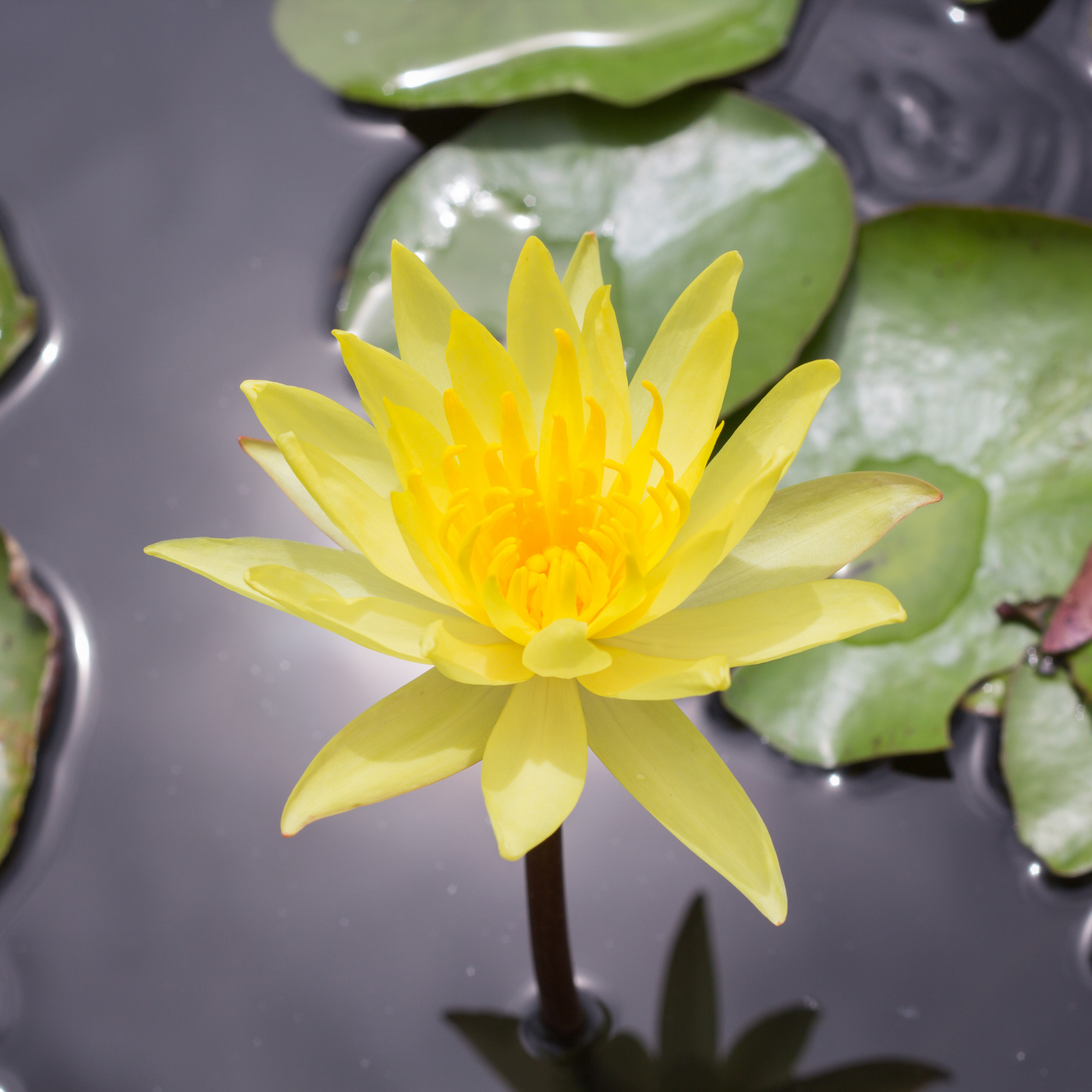Yellow Water Lily - Nymphaea hybrida Yellow