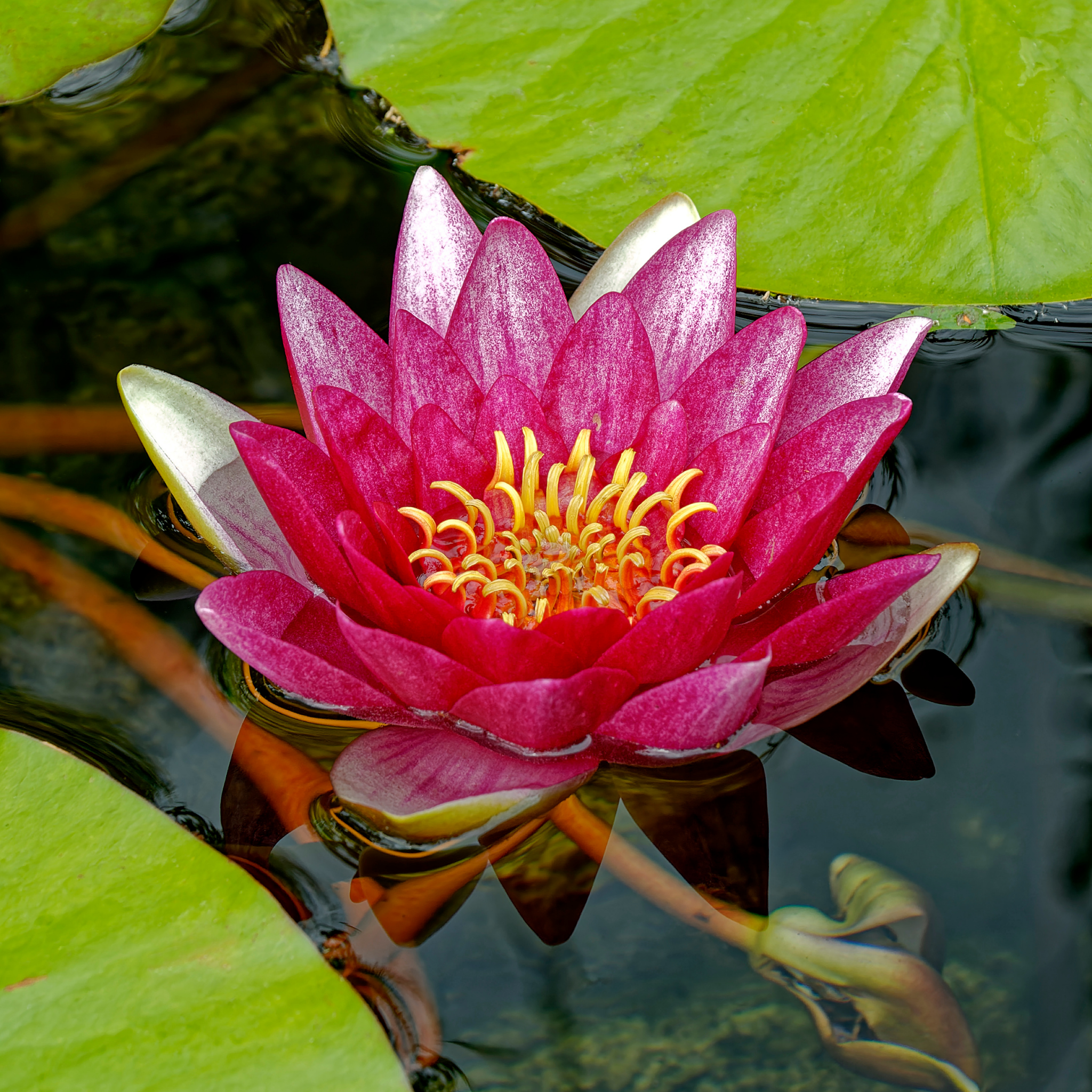 Red Water Lily - Nymphaea hybrida Red