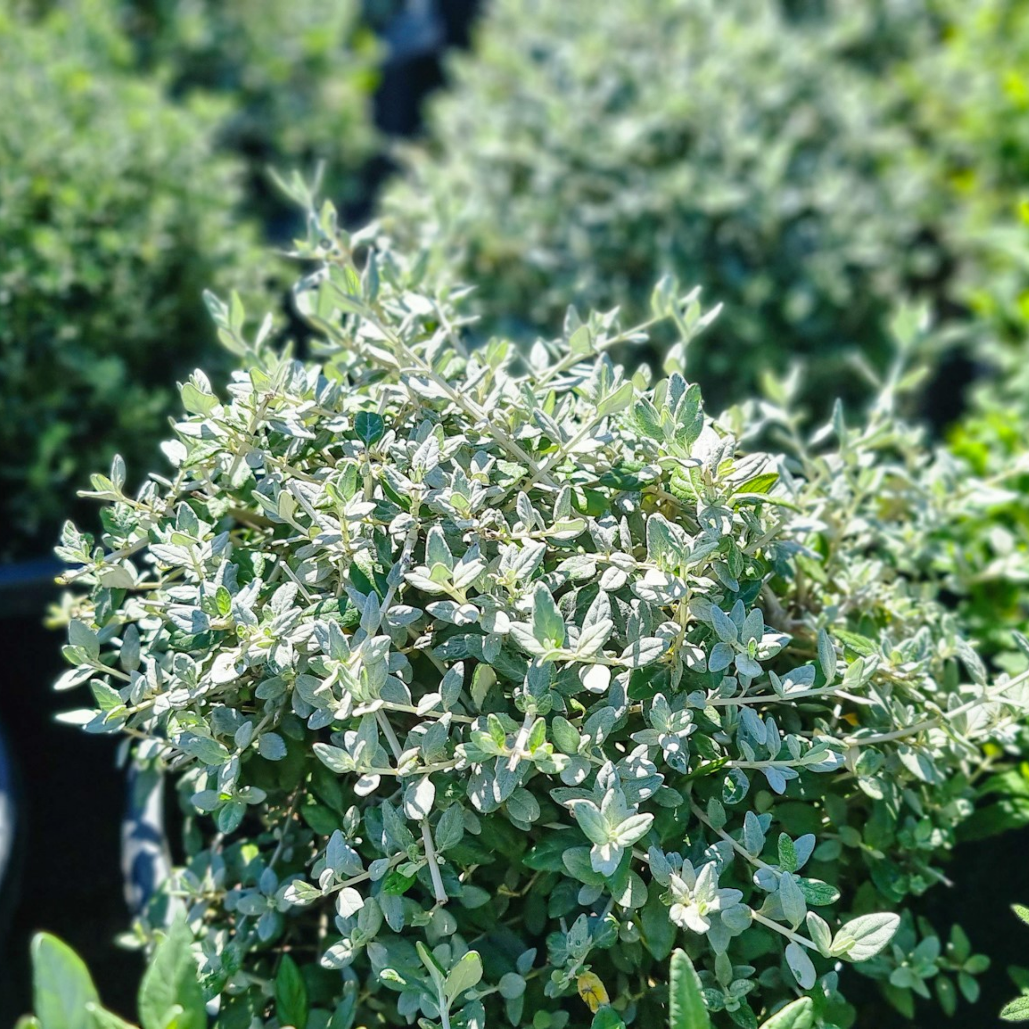 Shrubby Germander - Teucrium fruticans
