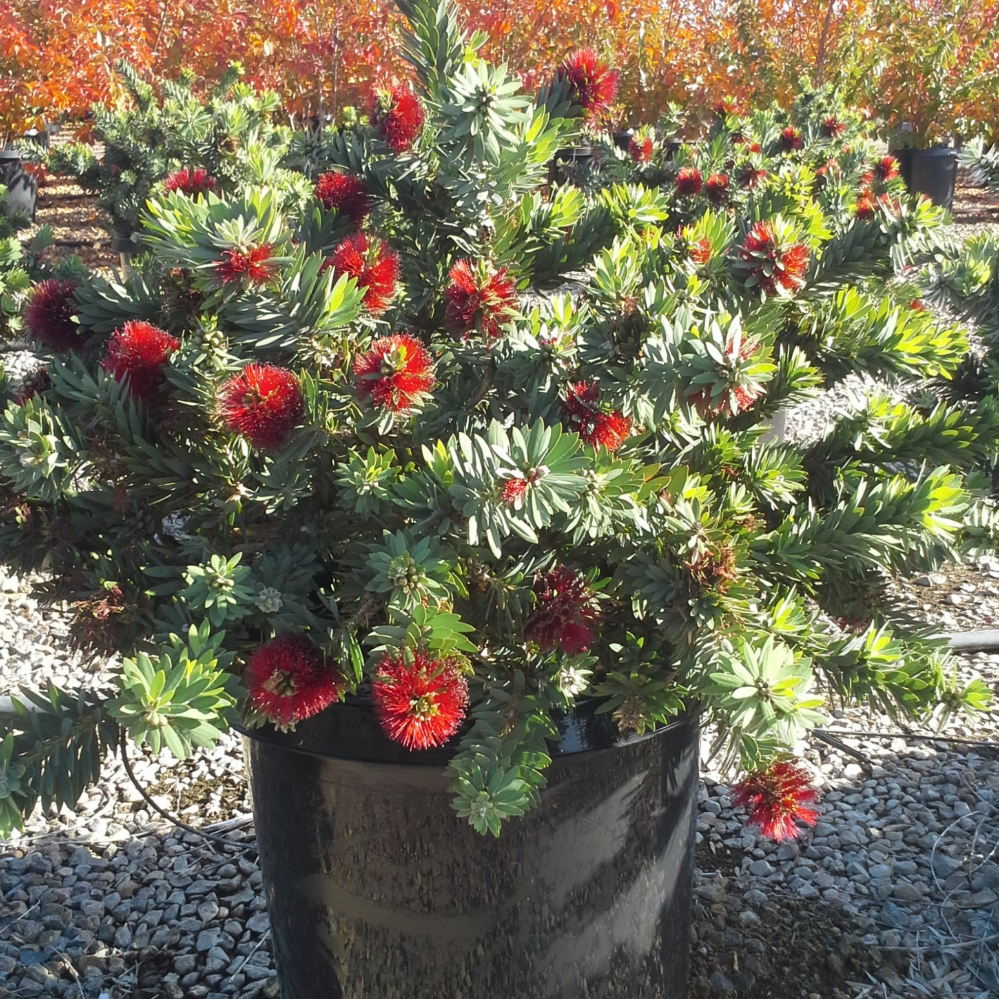 Dwarf Bottlebrush Little John - Callistemon viminalis 'Little John'