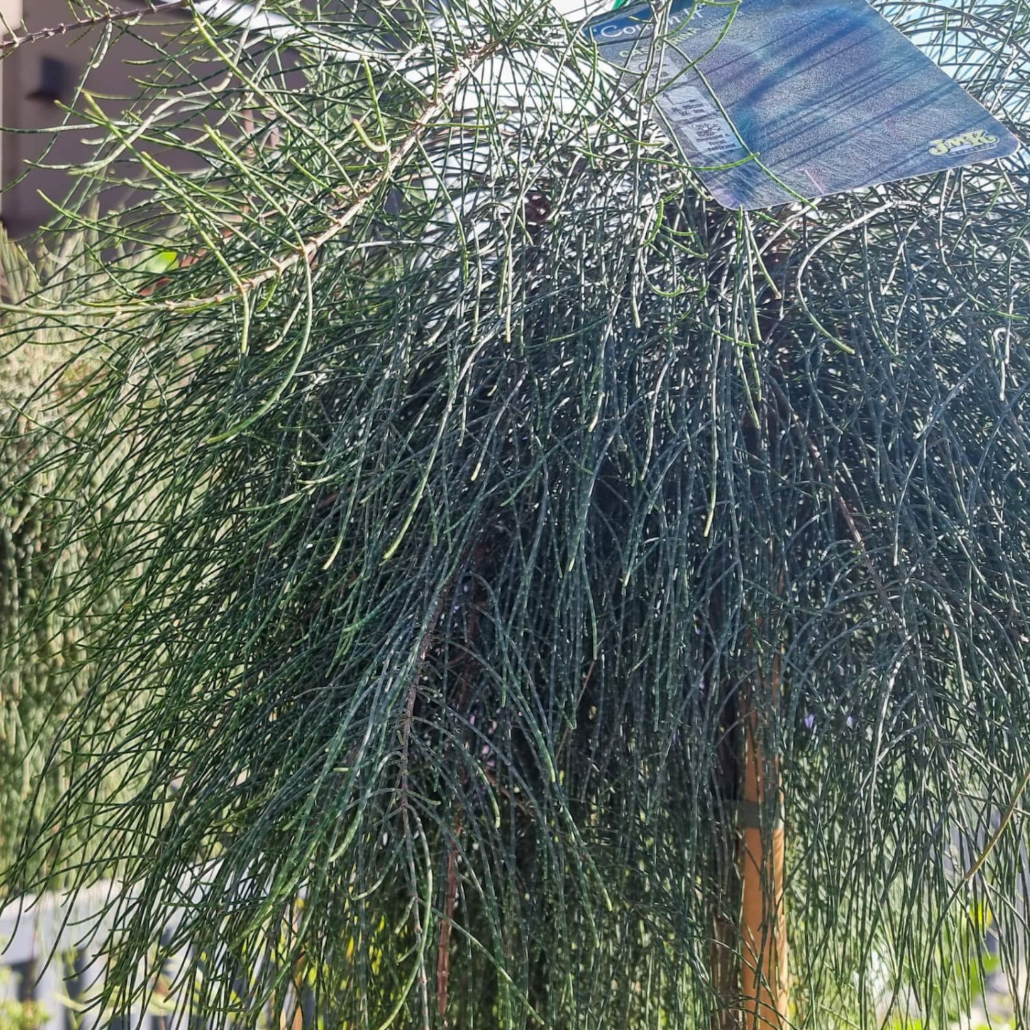 Groundcover Sheoak - Casuarina glauca Cousin It